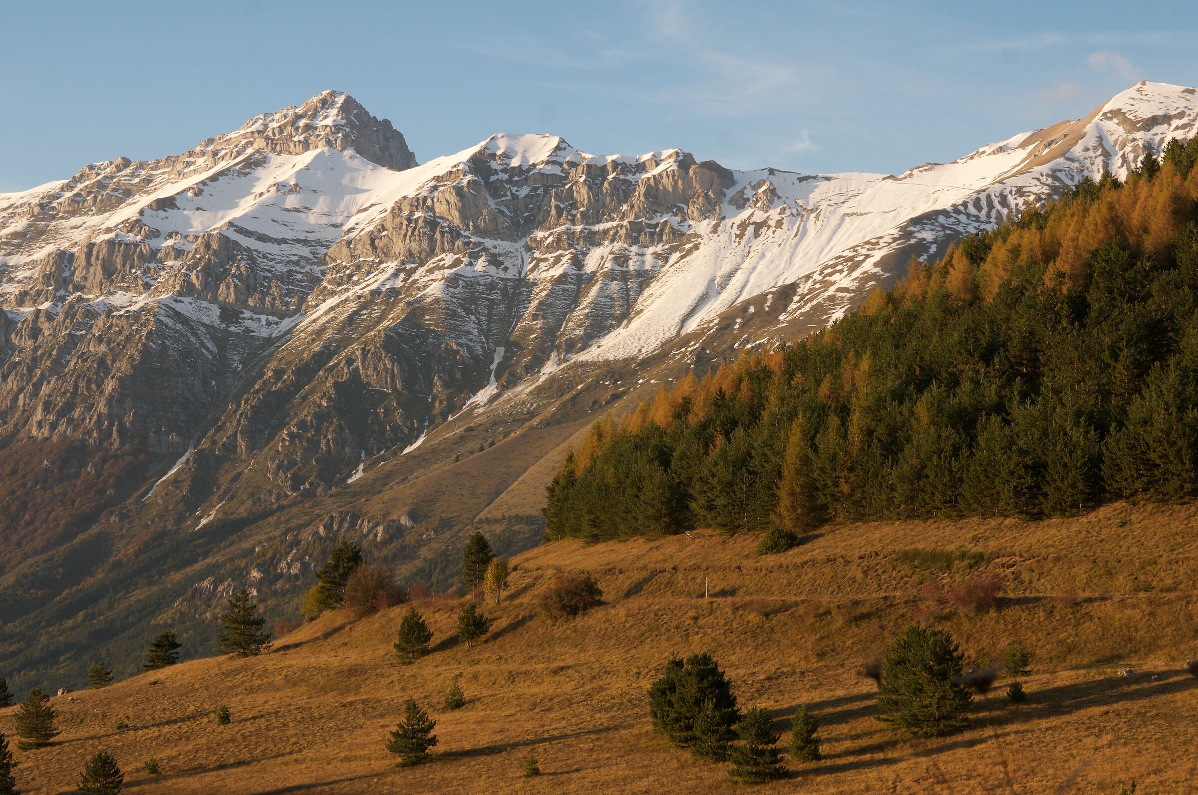 Cefalone lace in autumn robe