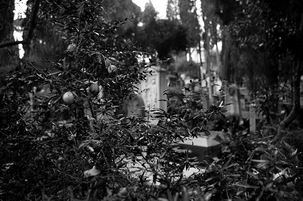 Cestio Cemetery 9