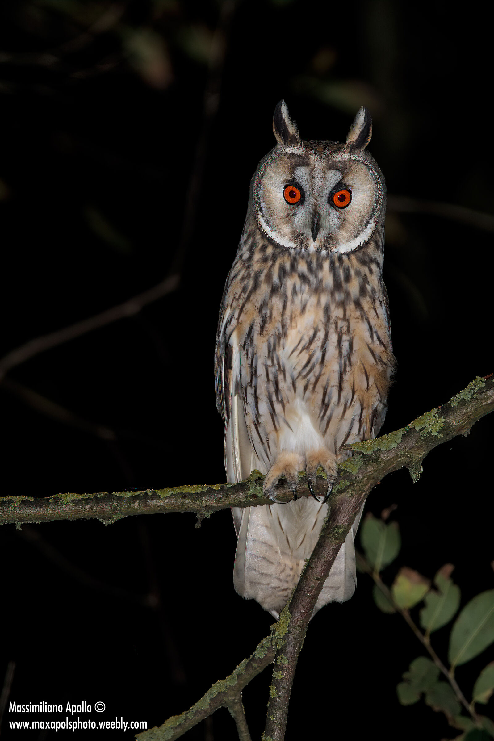 Common owl...