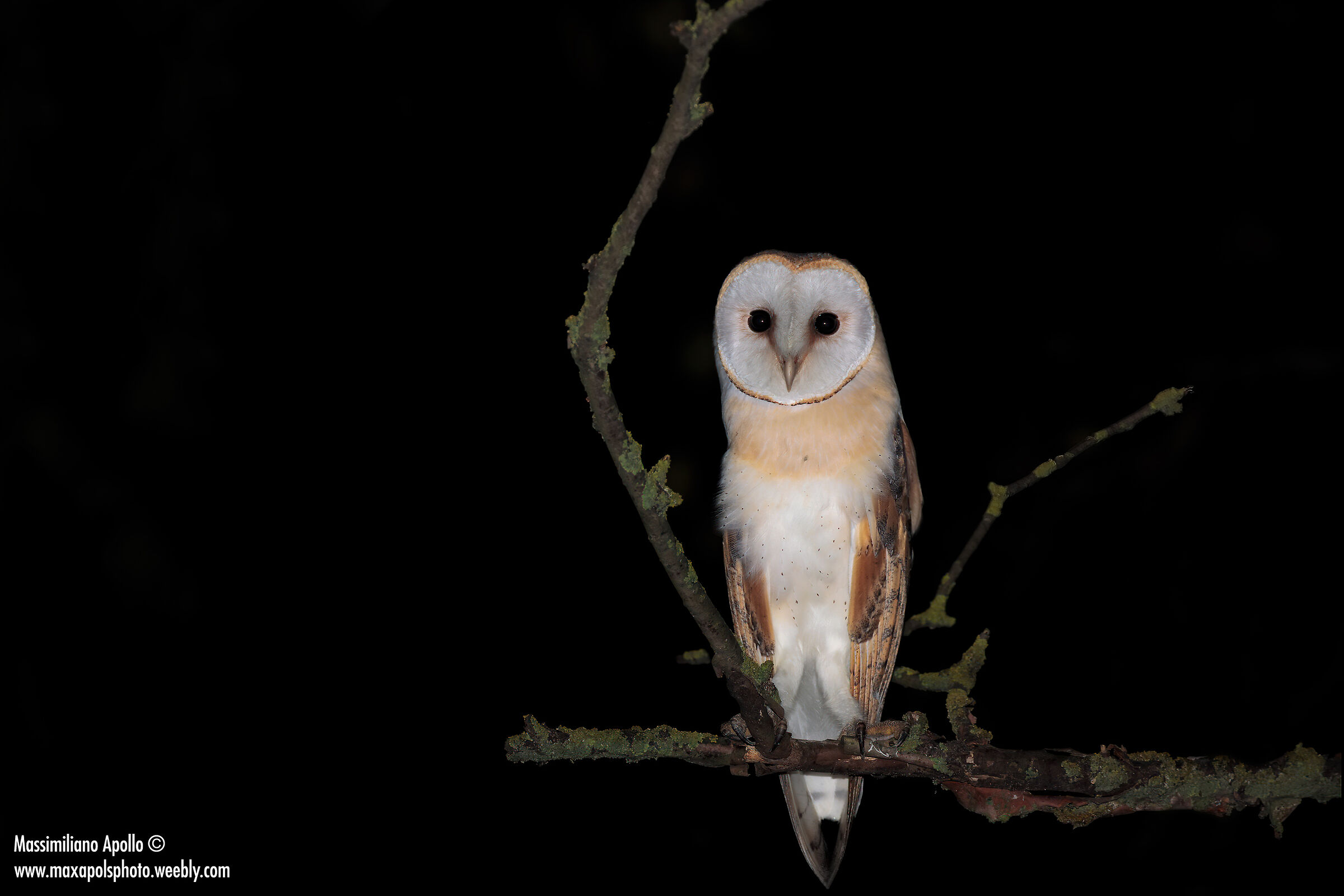 dolcezza in piume...