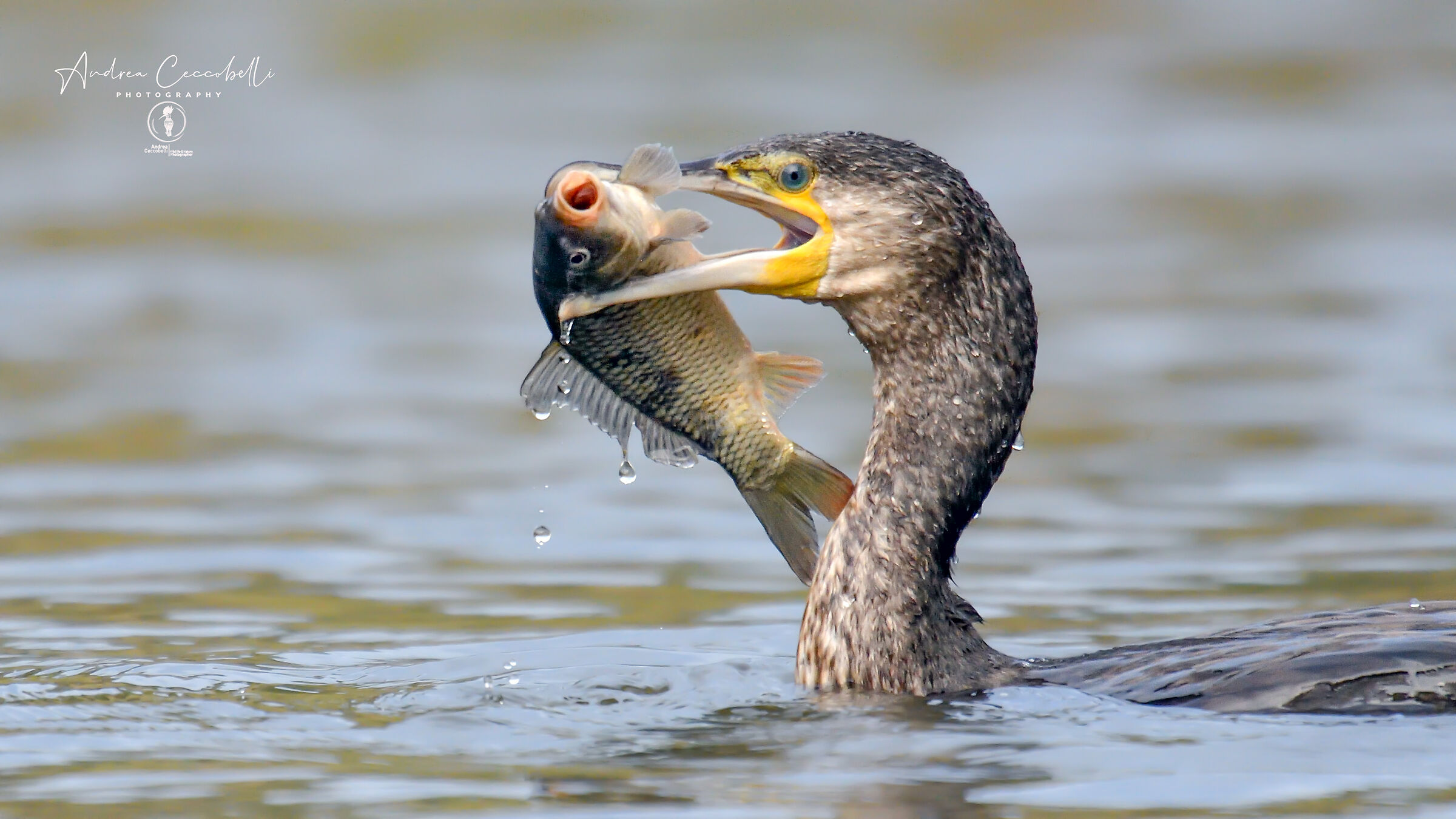 Cormorano - Phalacrocorax carbo
