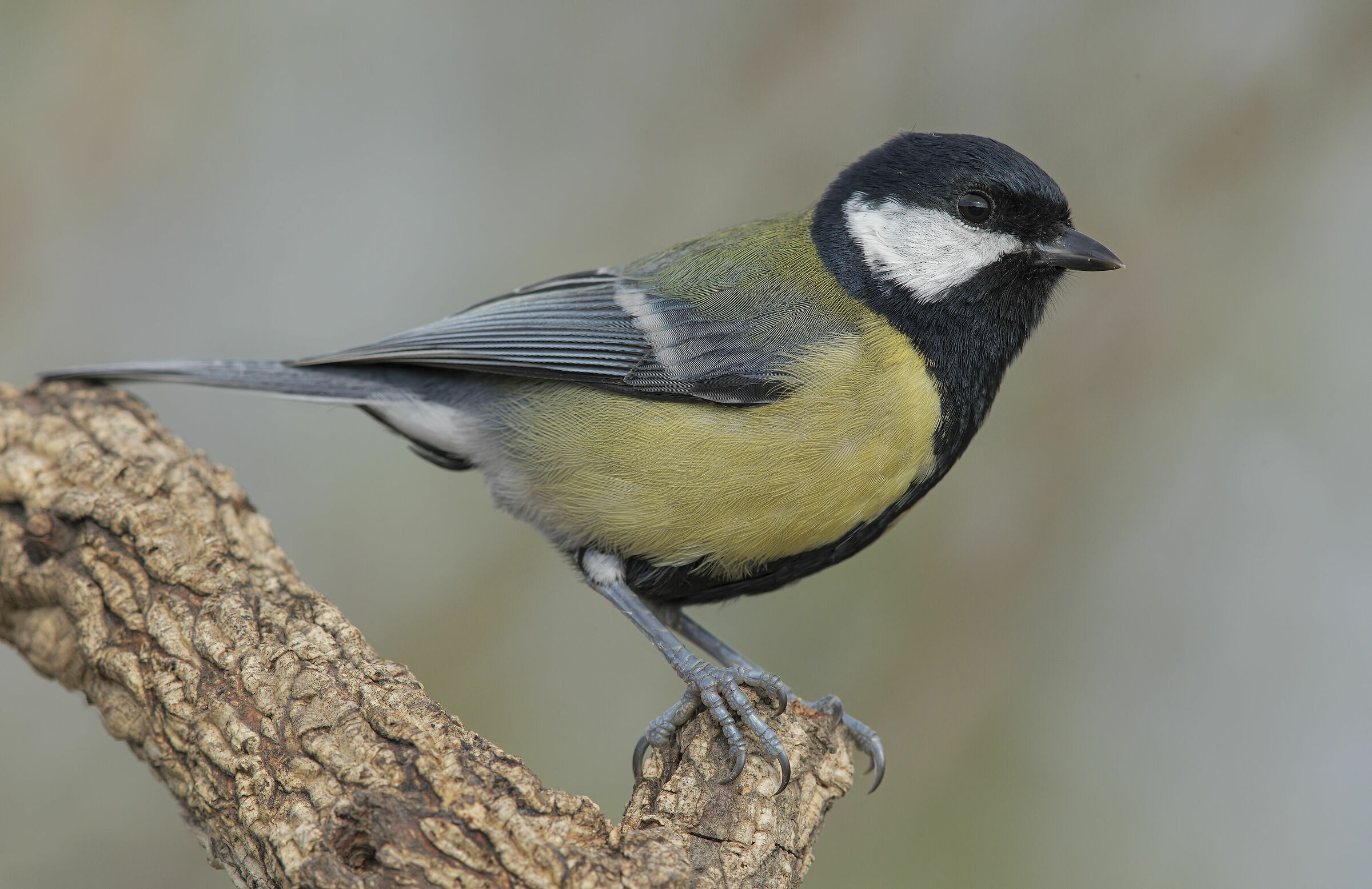 cheetah (parus major)