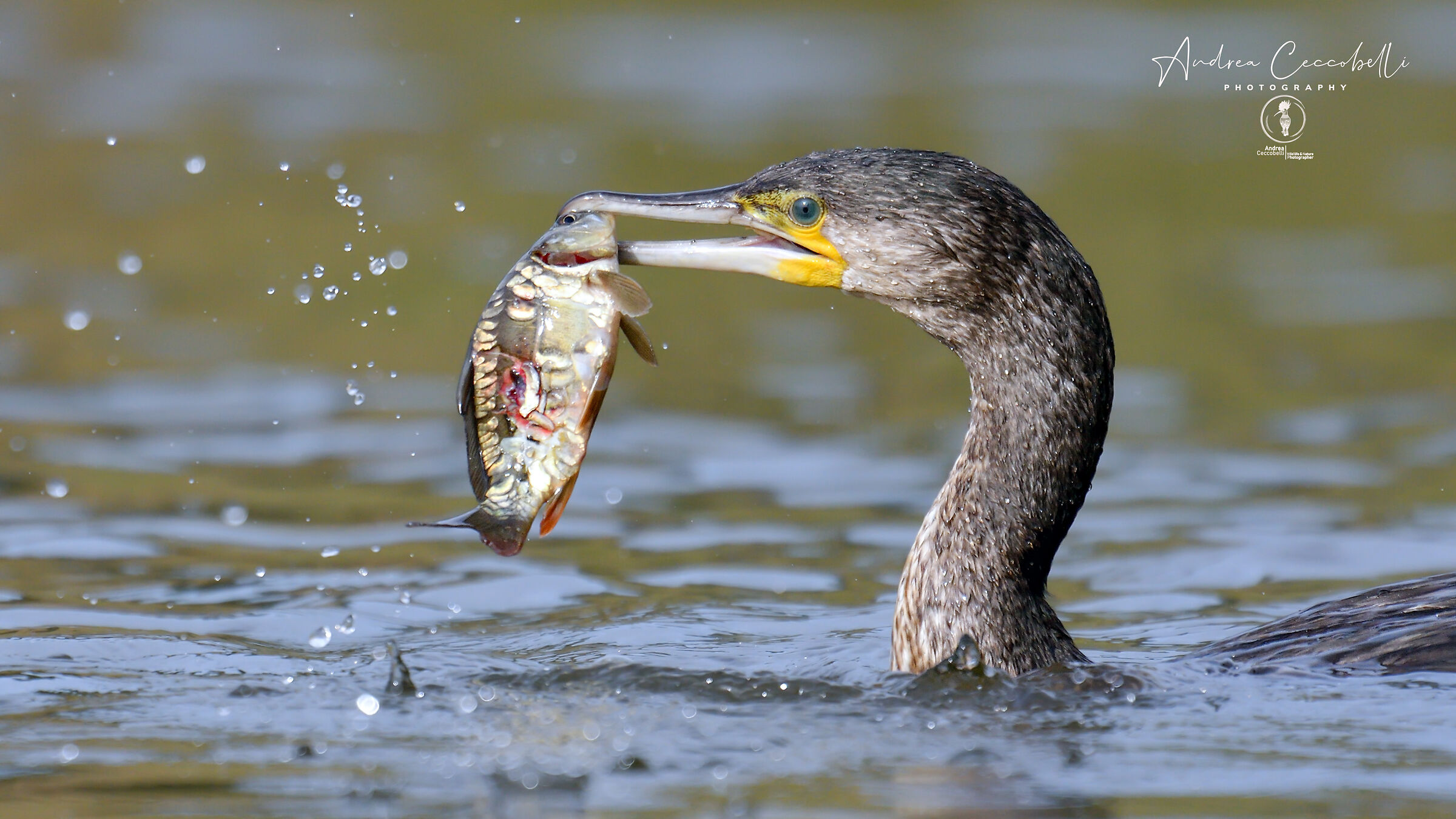 Cormorano - Phalacrocorax carbo