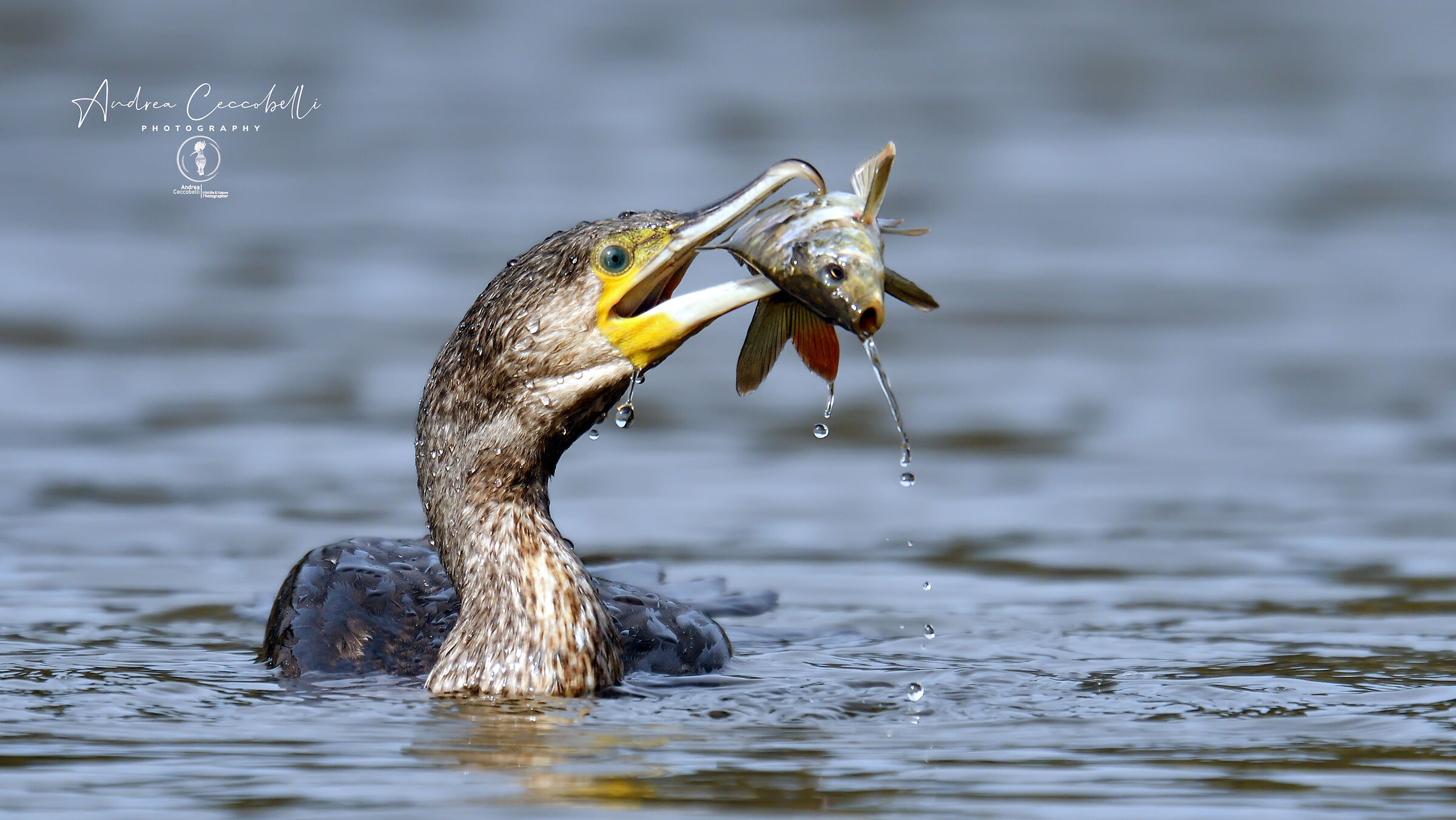 Cormorano - Phalacrocorax carbo