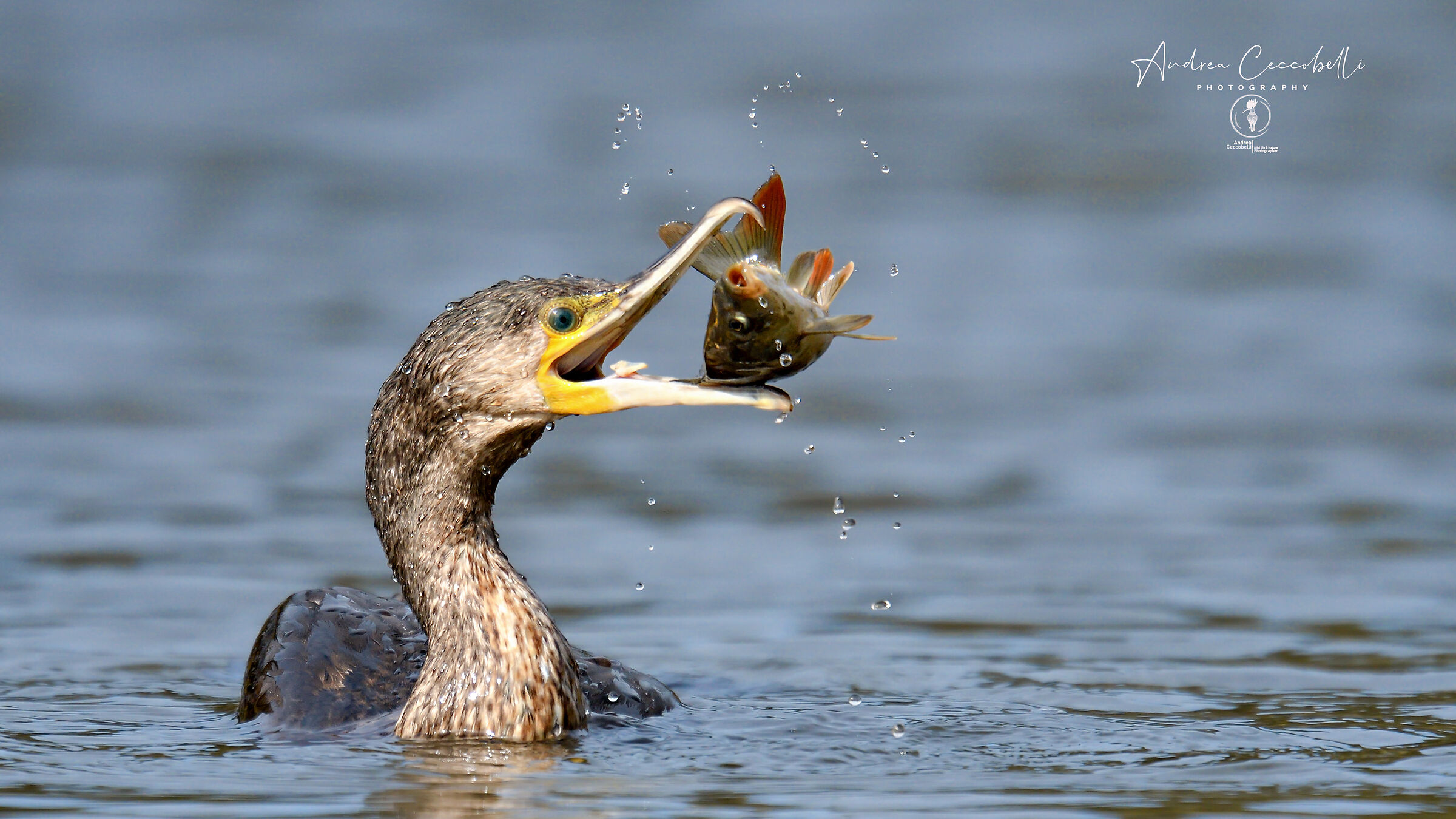 Cormorano - Phalacrocorax carbo