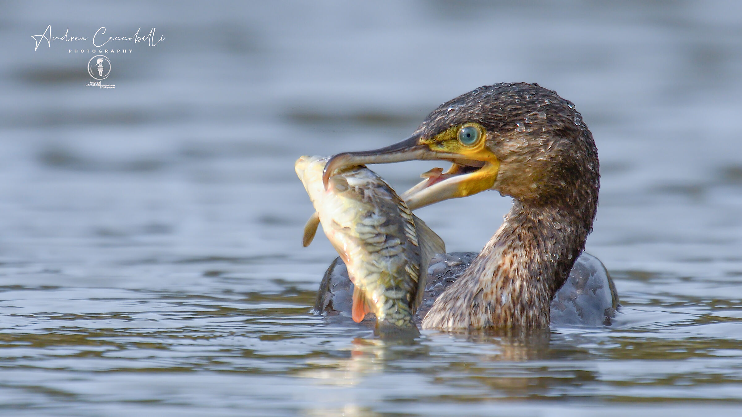 Cormorano - Phalacrocorax carbo