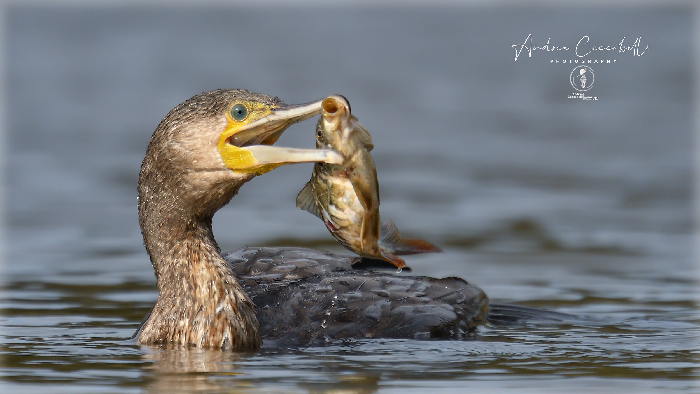 Cormorano - Phalacrocorax carbo