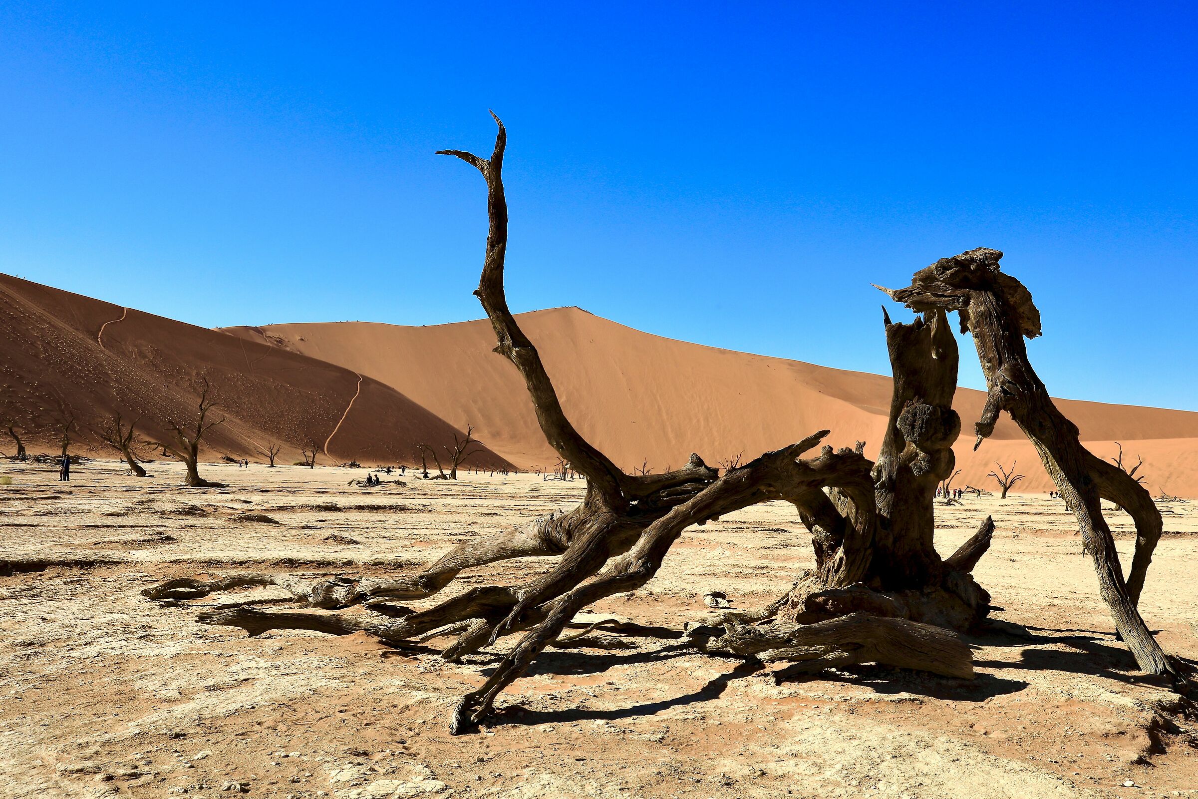 foresta pietrificata namibia