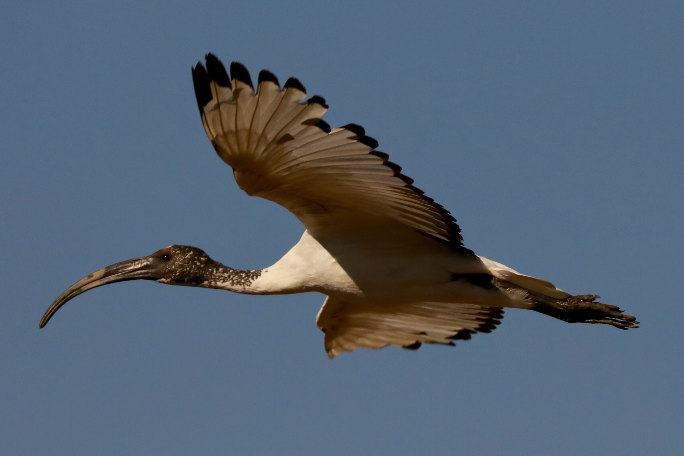 vercelli skua natura