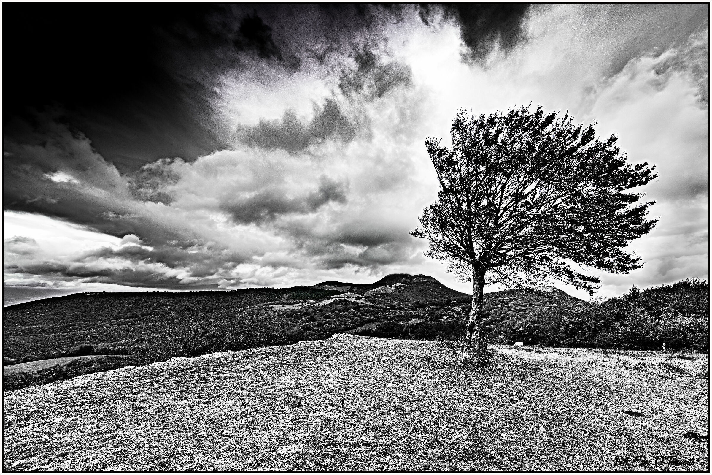 Whipped by wind....!