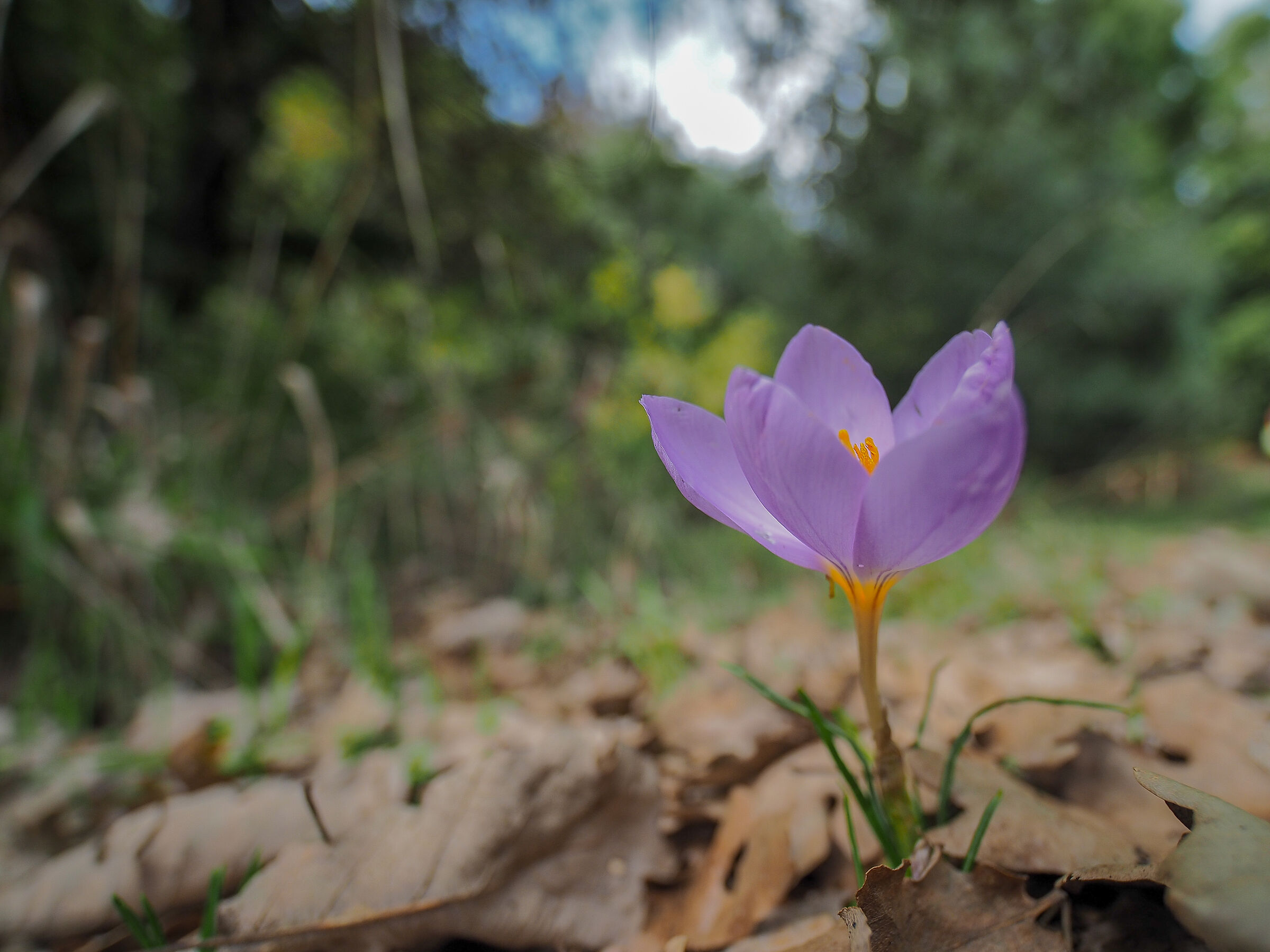 Crocus
