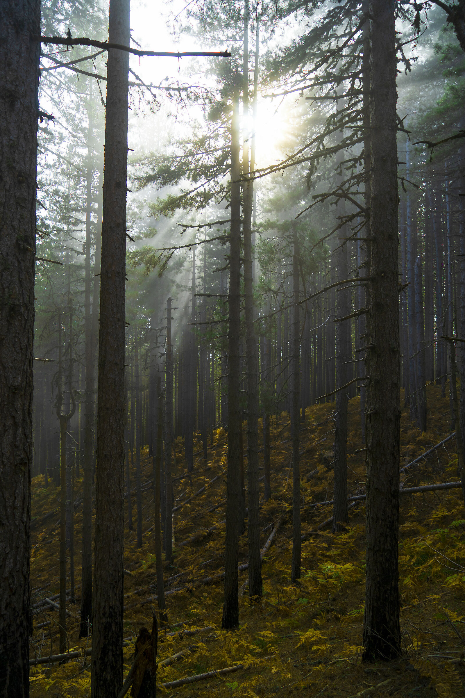nebbia tra gli alberi
