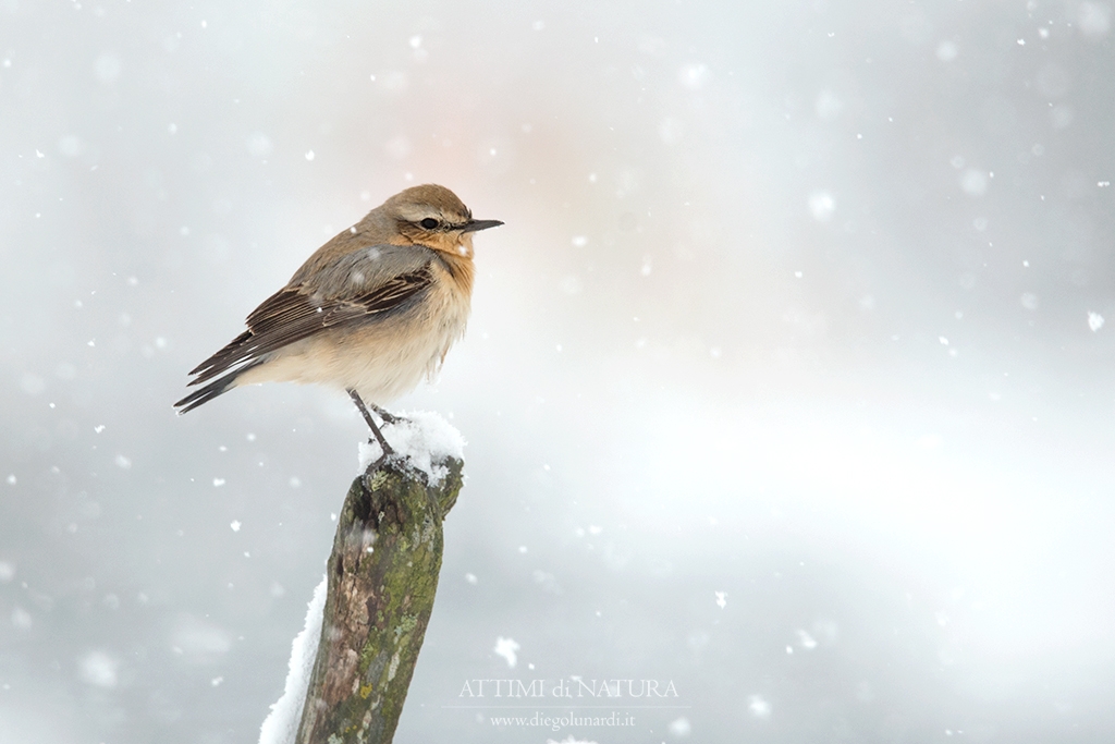 Sotto una soffice nevica