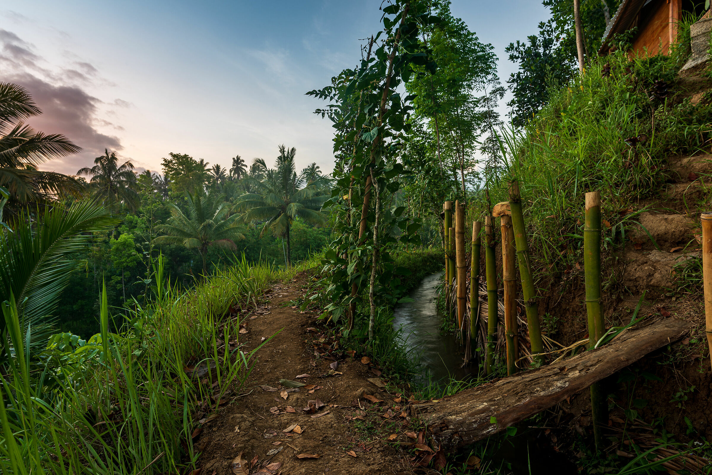 Bamboo Path