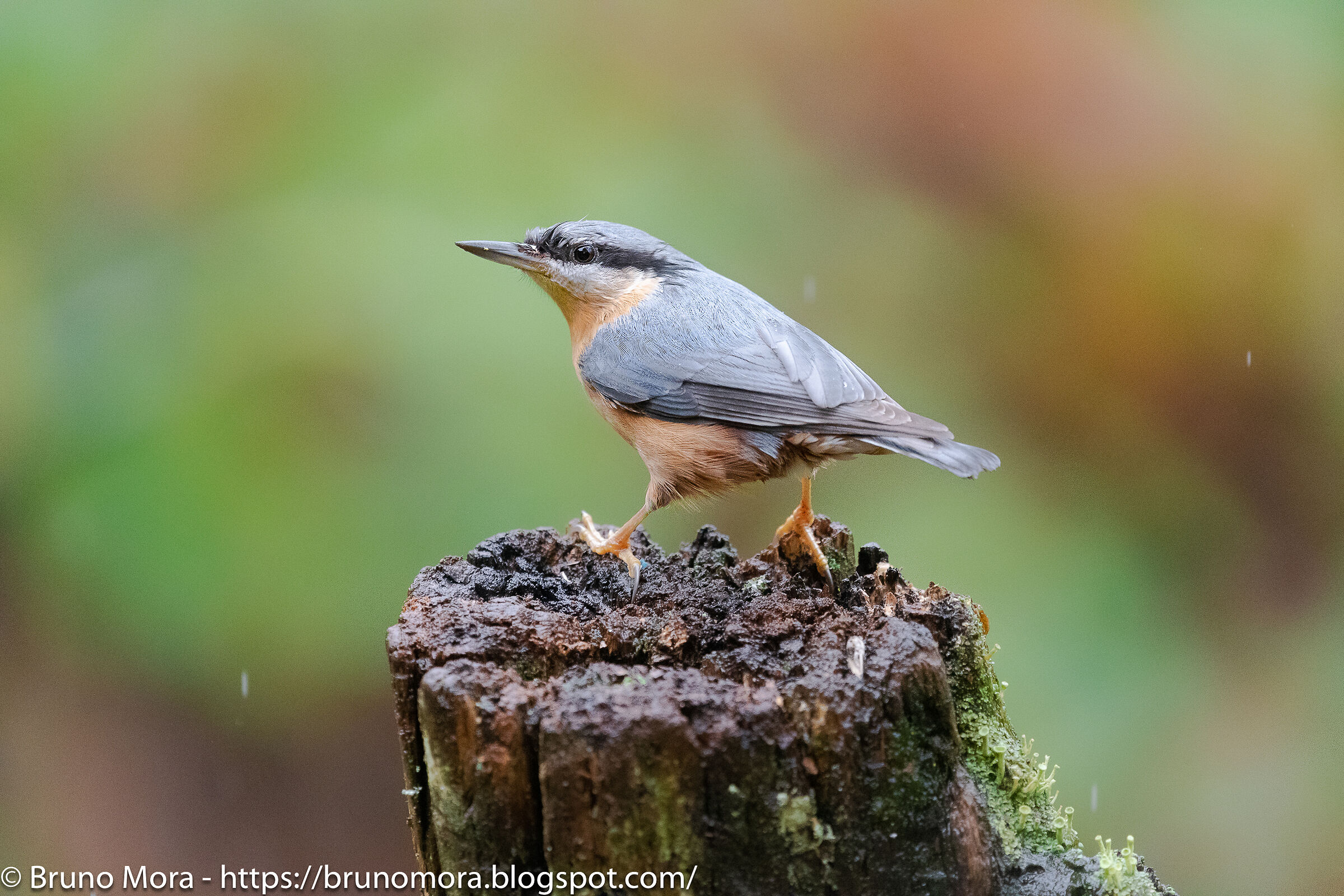 Mason woodpecker on autumn background