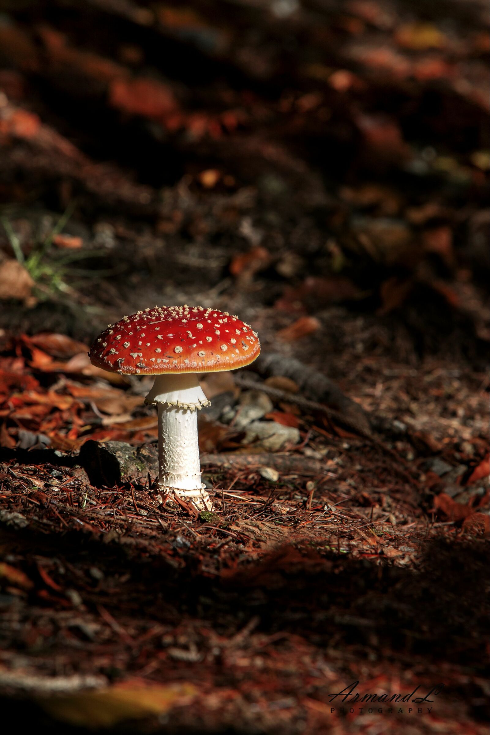 Scatto Autunnale