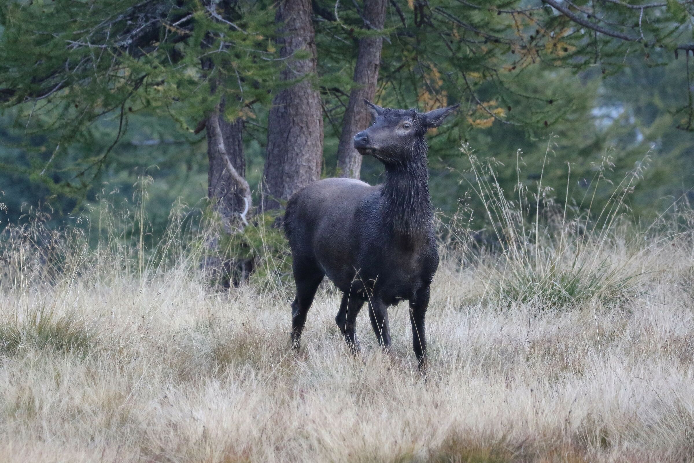Il Re è senza corona!
