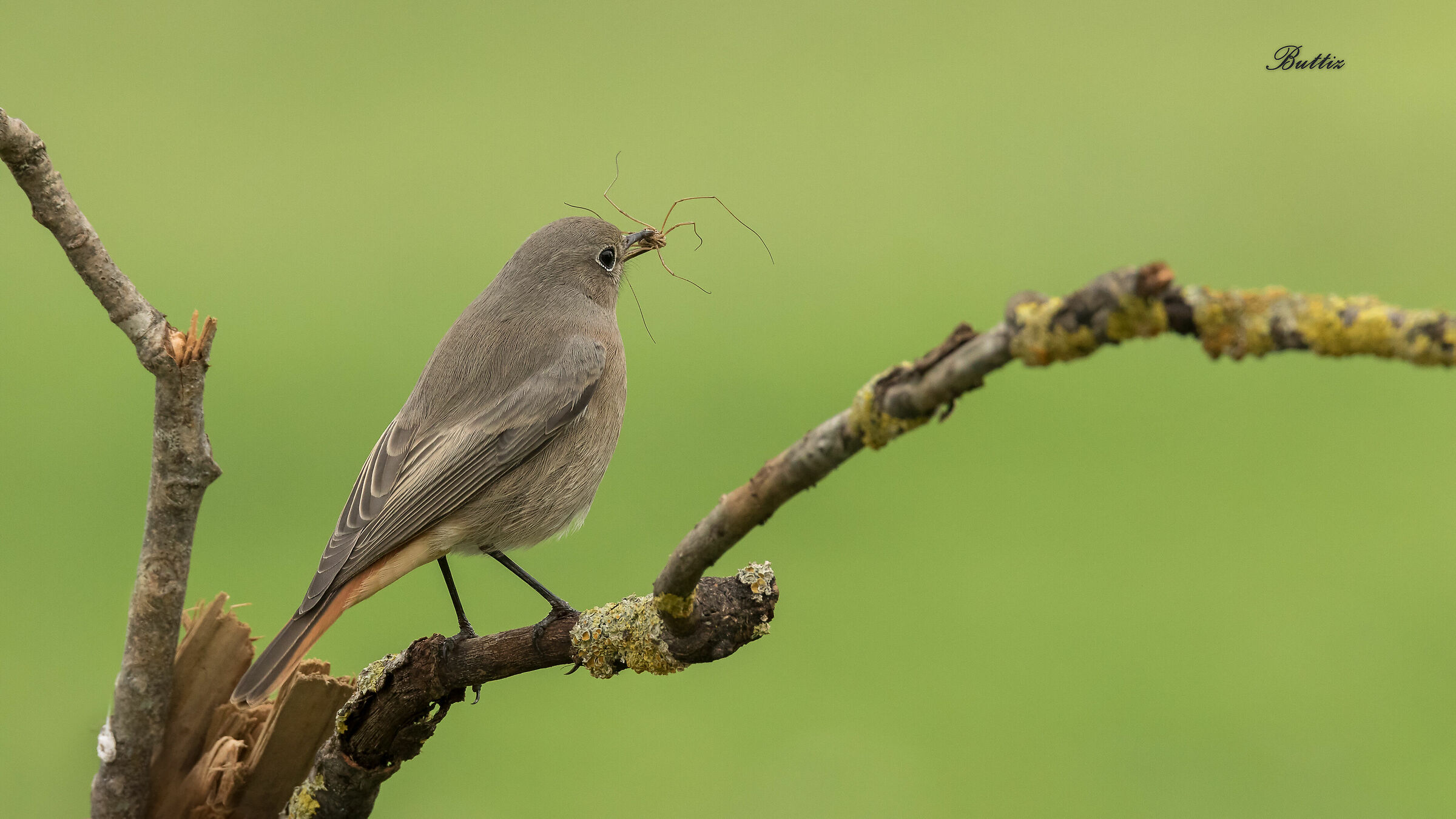 Codirosso chimney sweep with prey