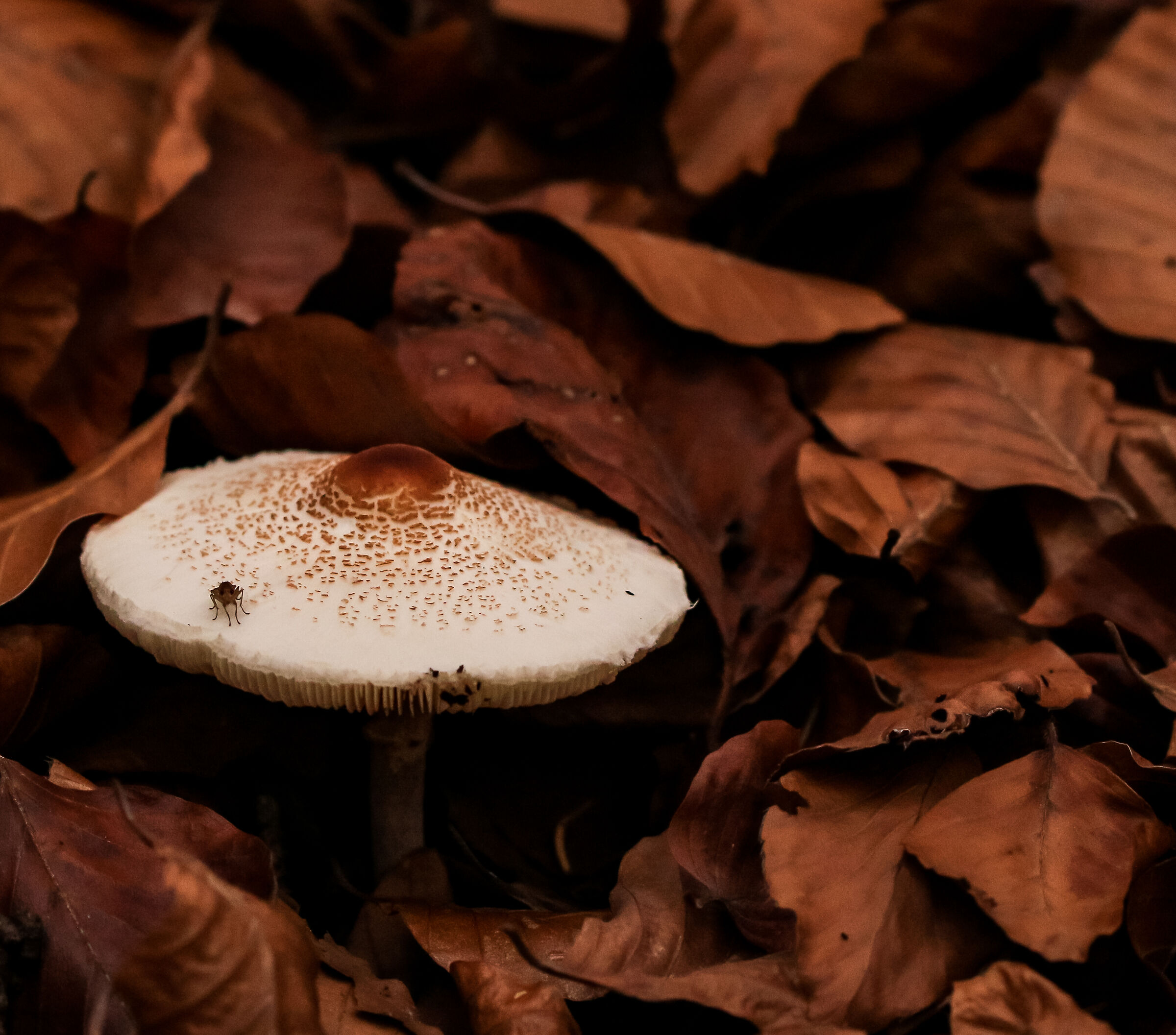 Sulla cima del funghetto