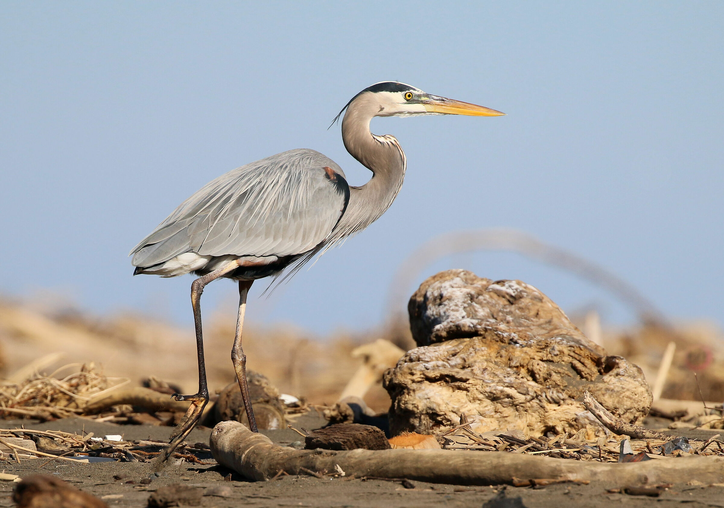 Major blue heron (Ardea herodias)