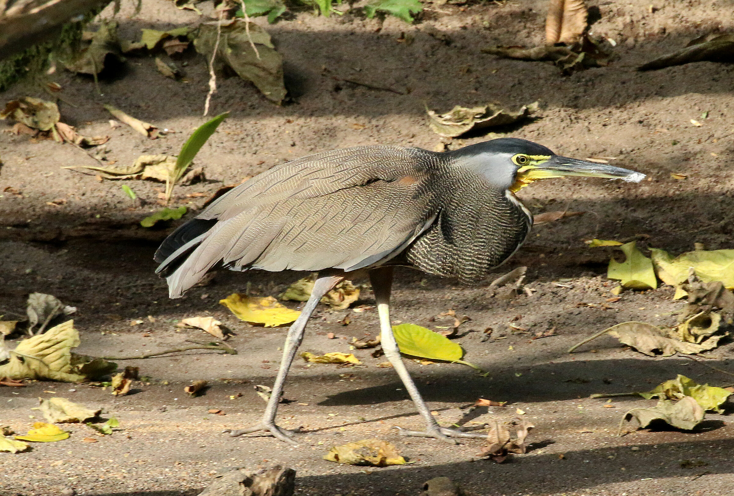Tiger heron golanuda (Tigrisoma mexicanus)