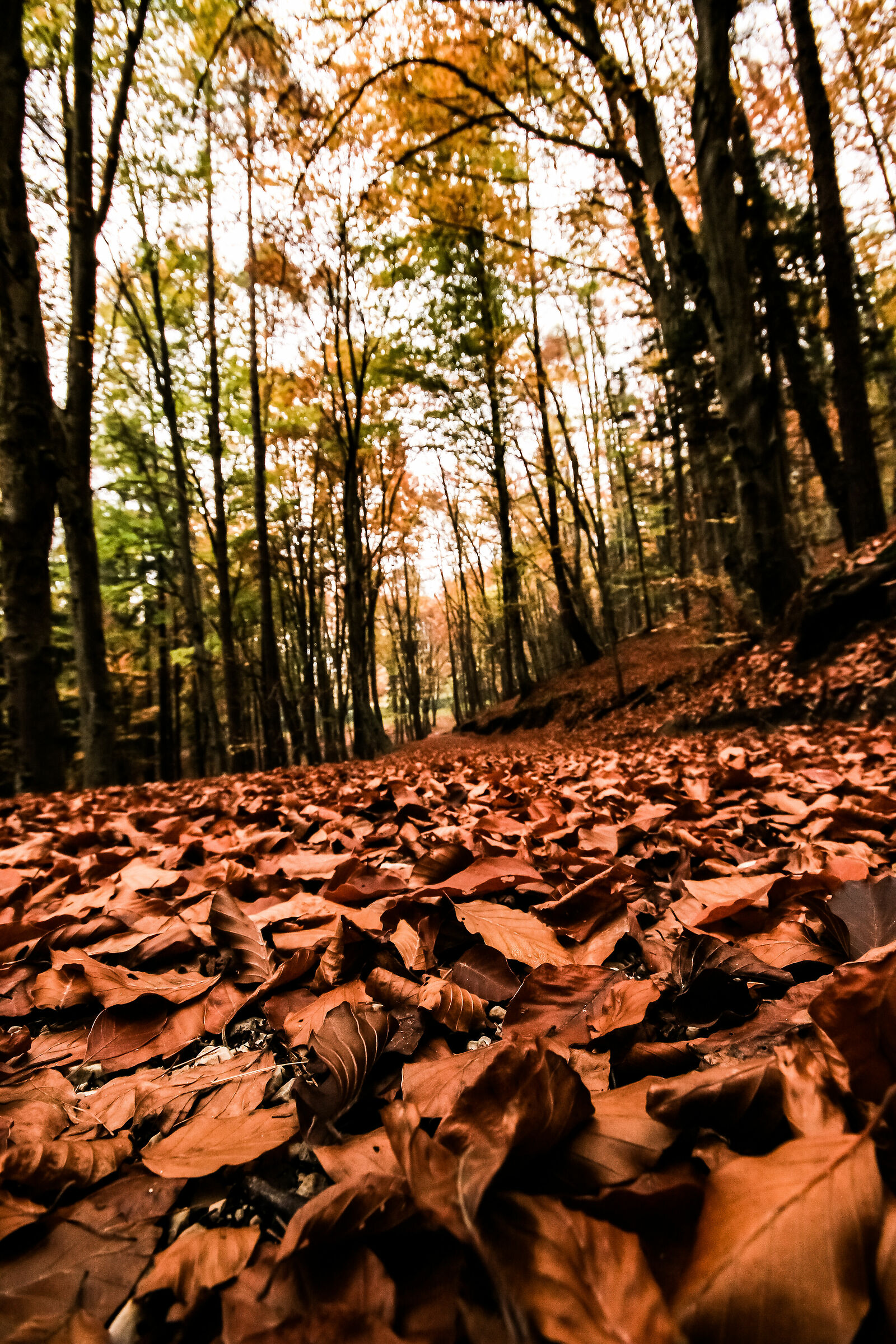 Sotto bosco spormaggiore