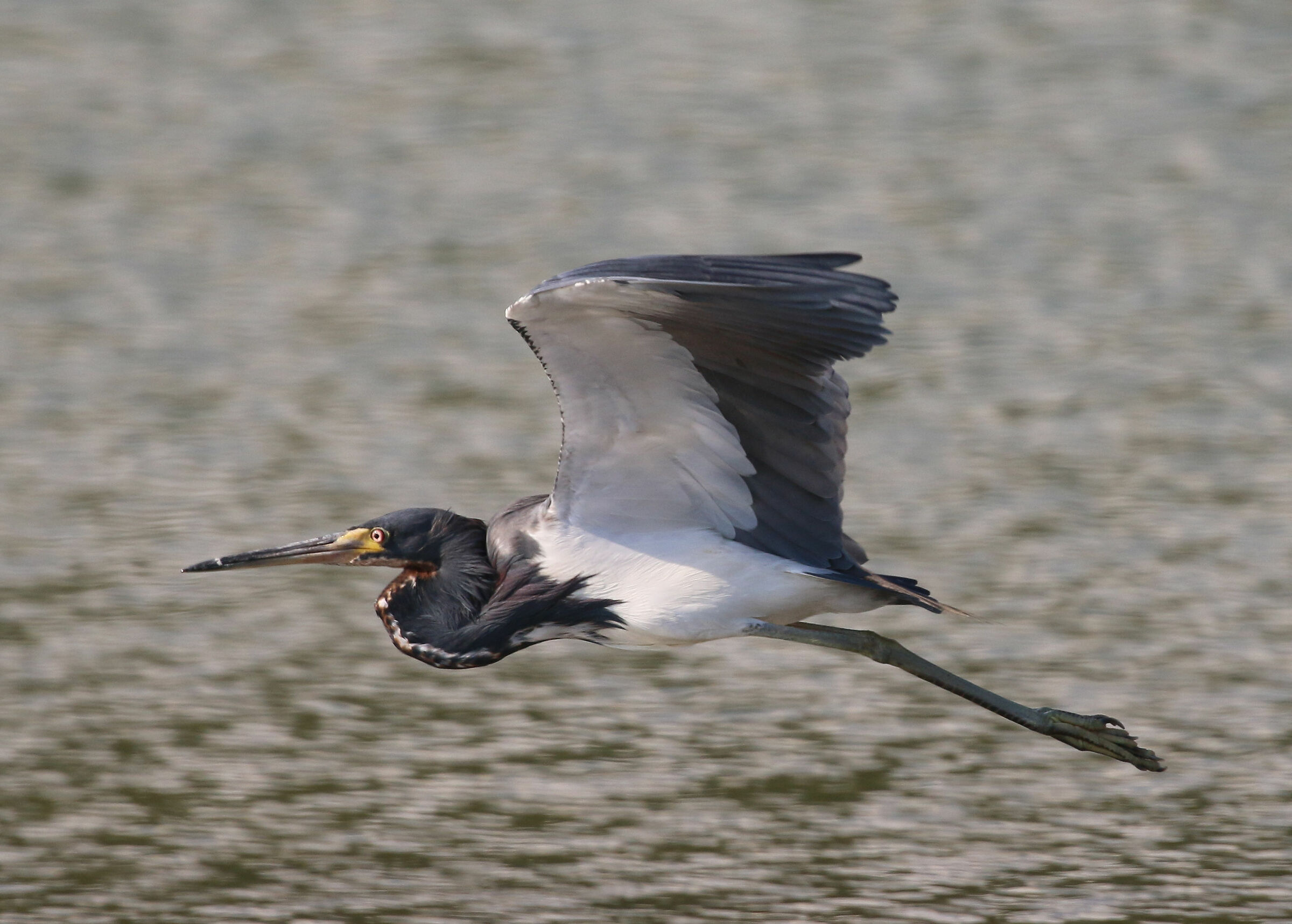Tricolour heron (Tricolor Egretta)