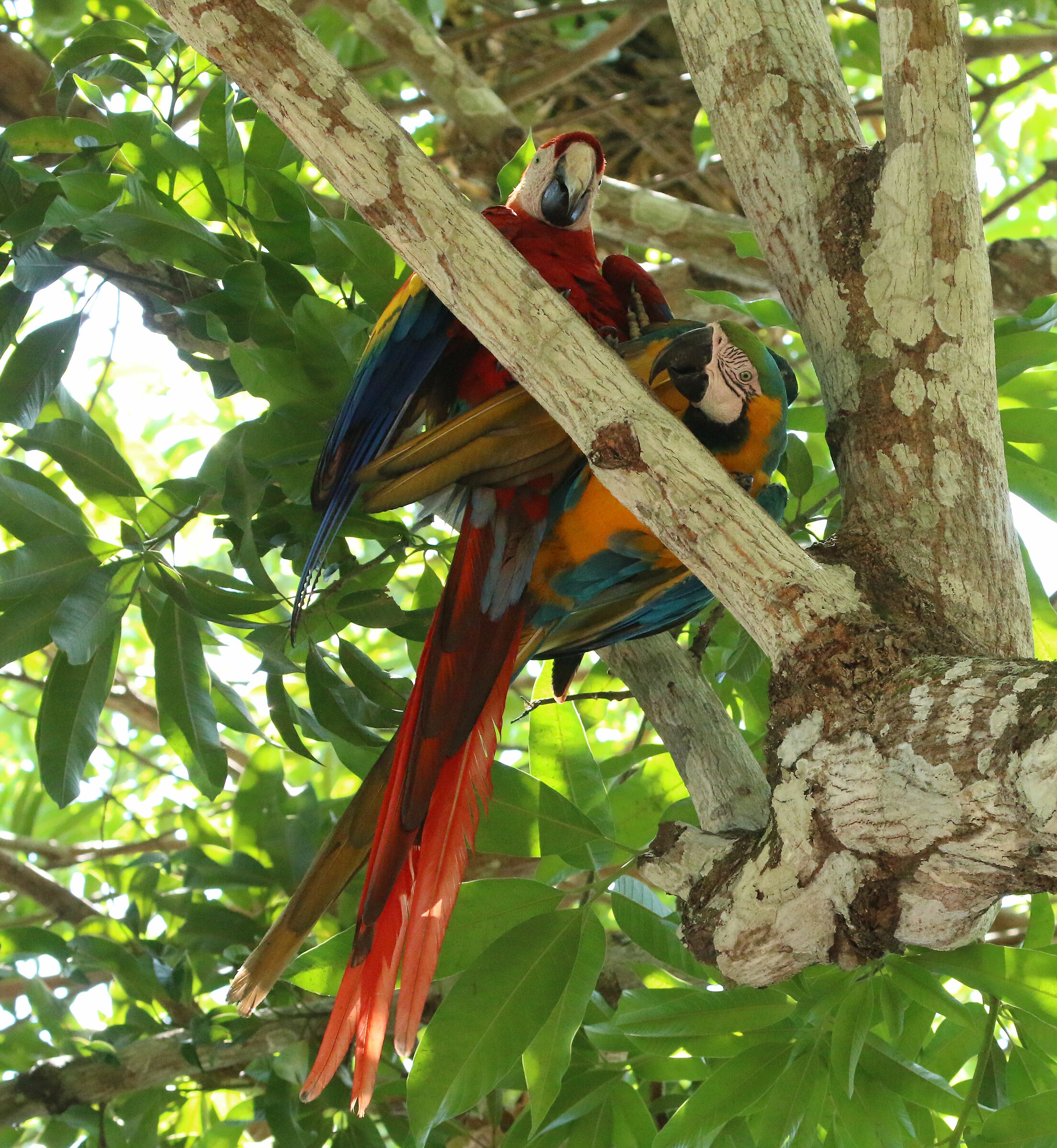 Pair of Scarlet Are (Ara macao)