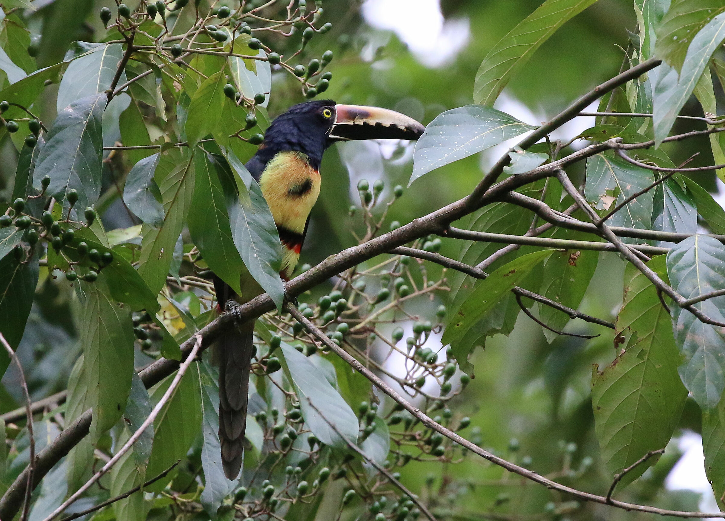 Collared aracari (Pteroglossus torquatus)