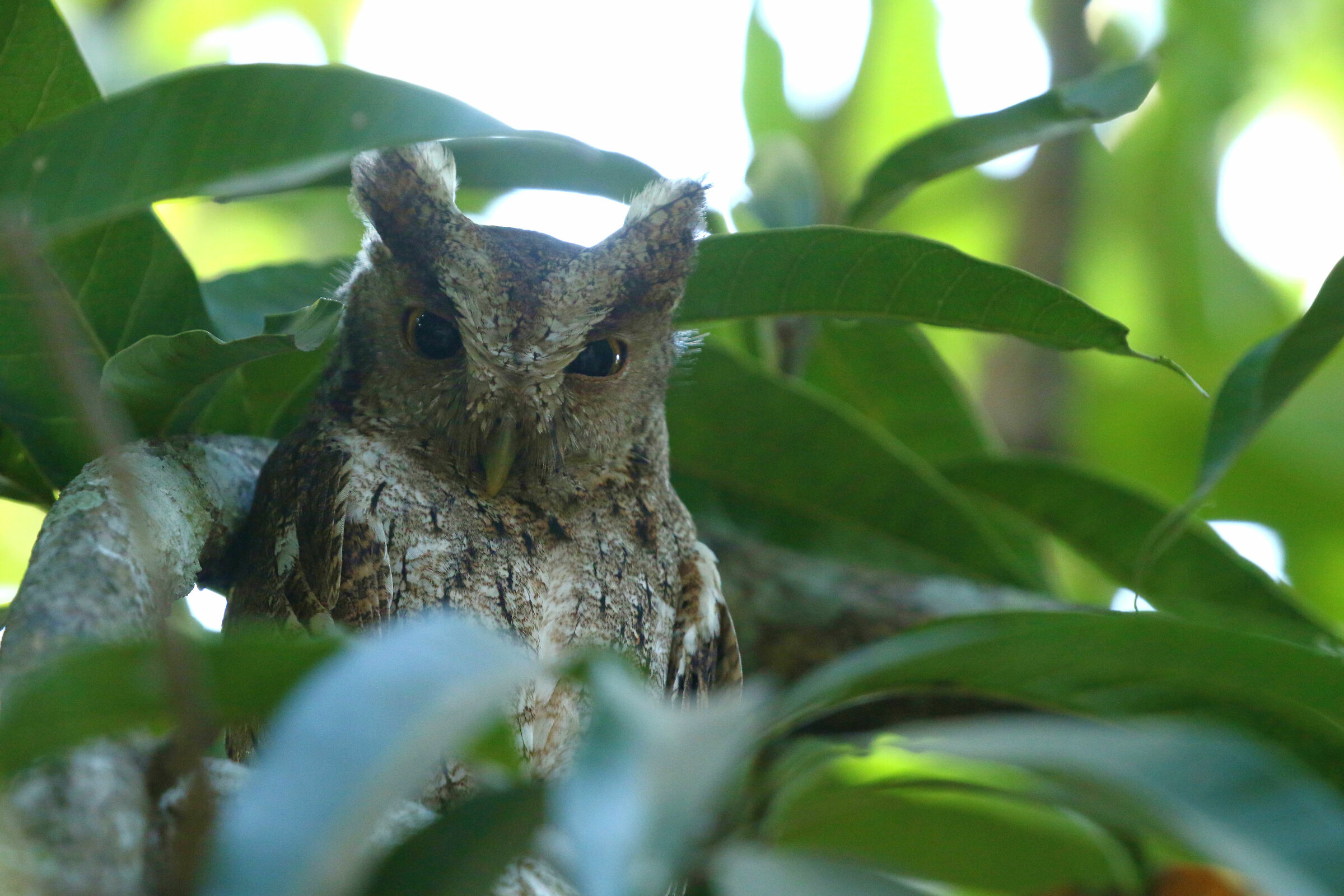 Tropic Axe (Megascops choliba)