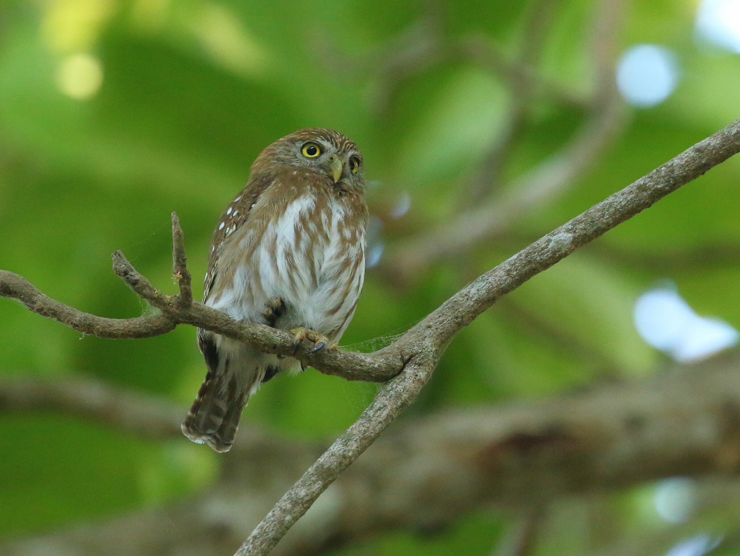 Costa Rica dwarf owl (Glaucidium costaricanus)