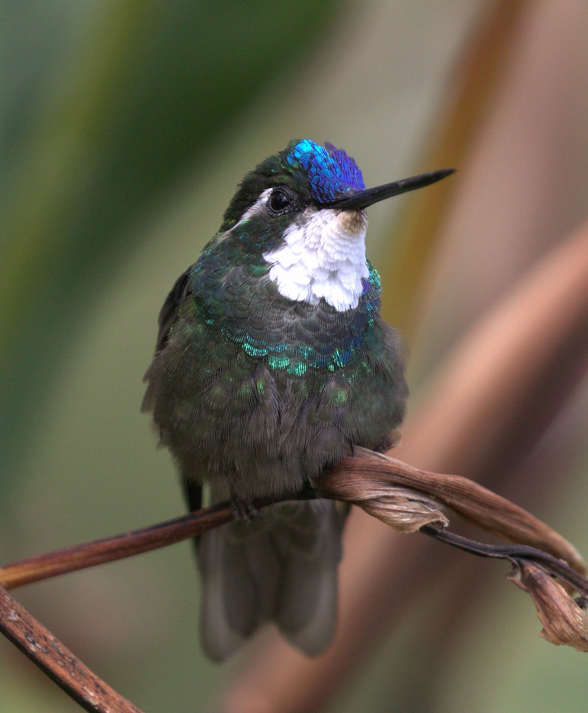 White-throated orogemma