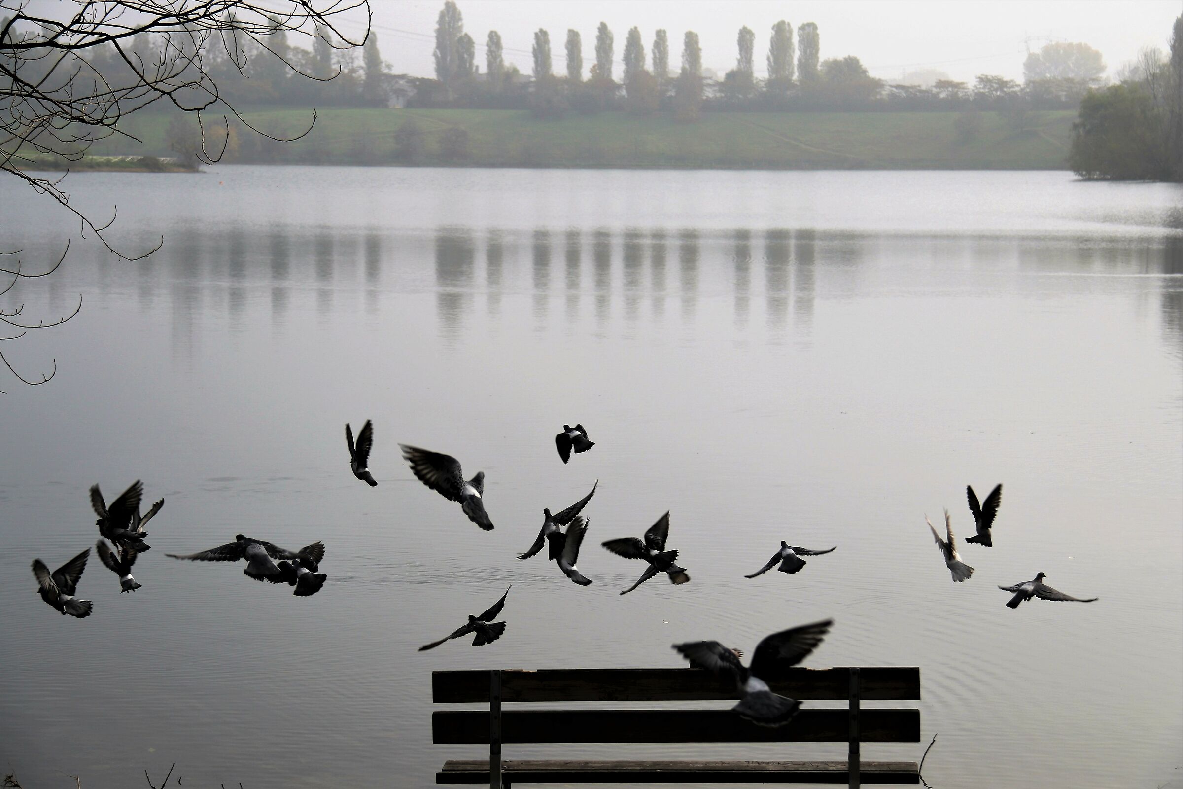 Nebbia e piccioni al Parco Increa