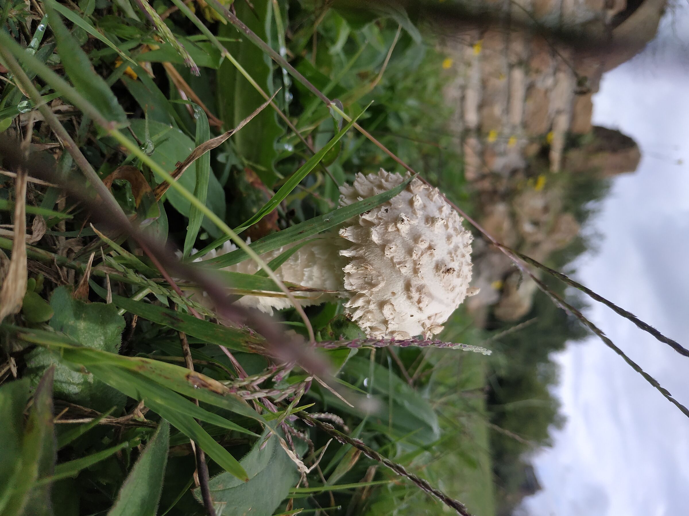 Nuova vita nella villa di Massenzio