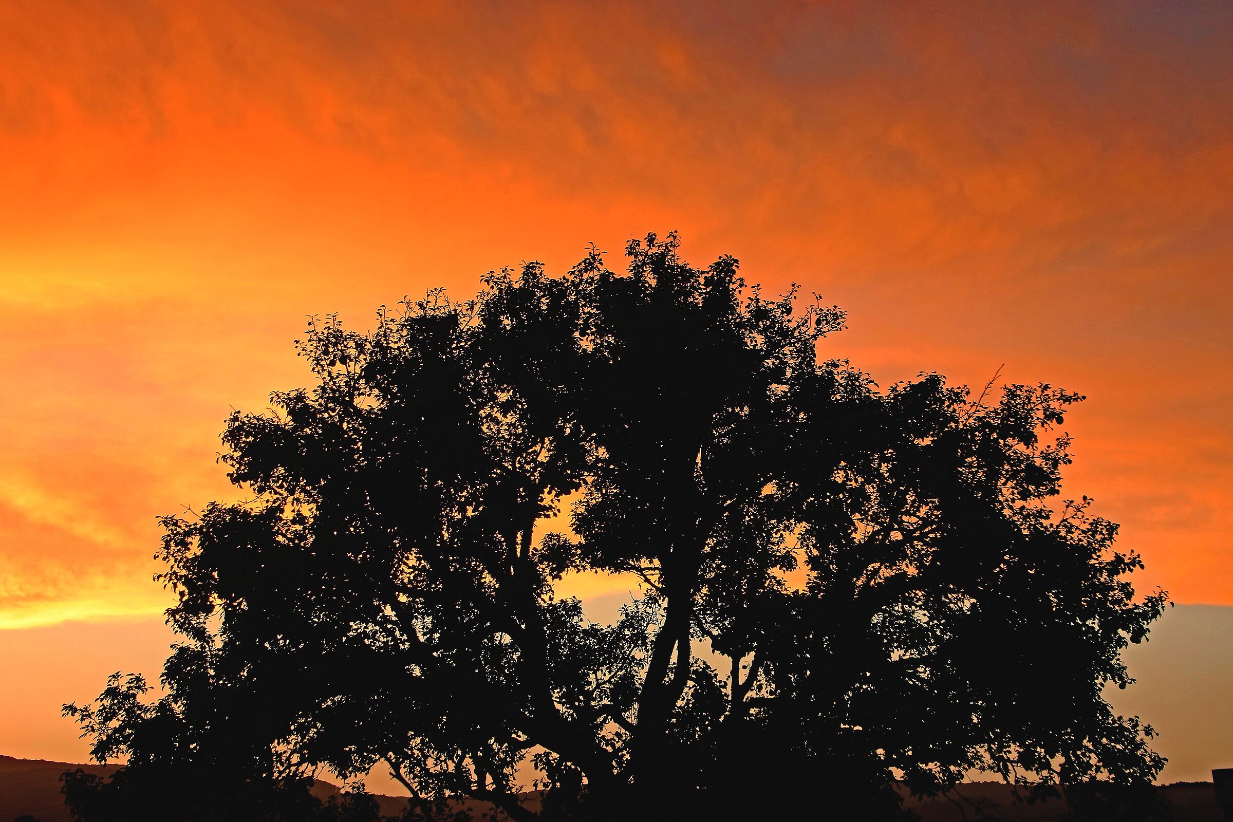 Calabria: Castagno in controluce