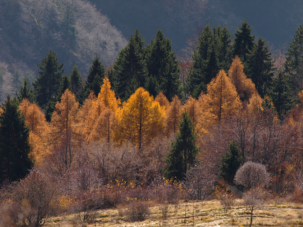 The Gold of the Woods