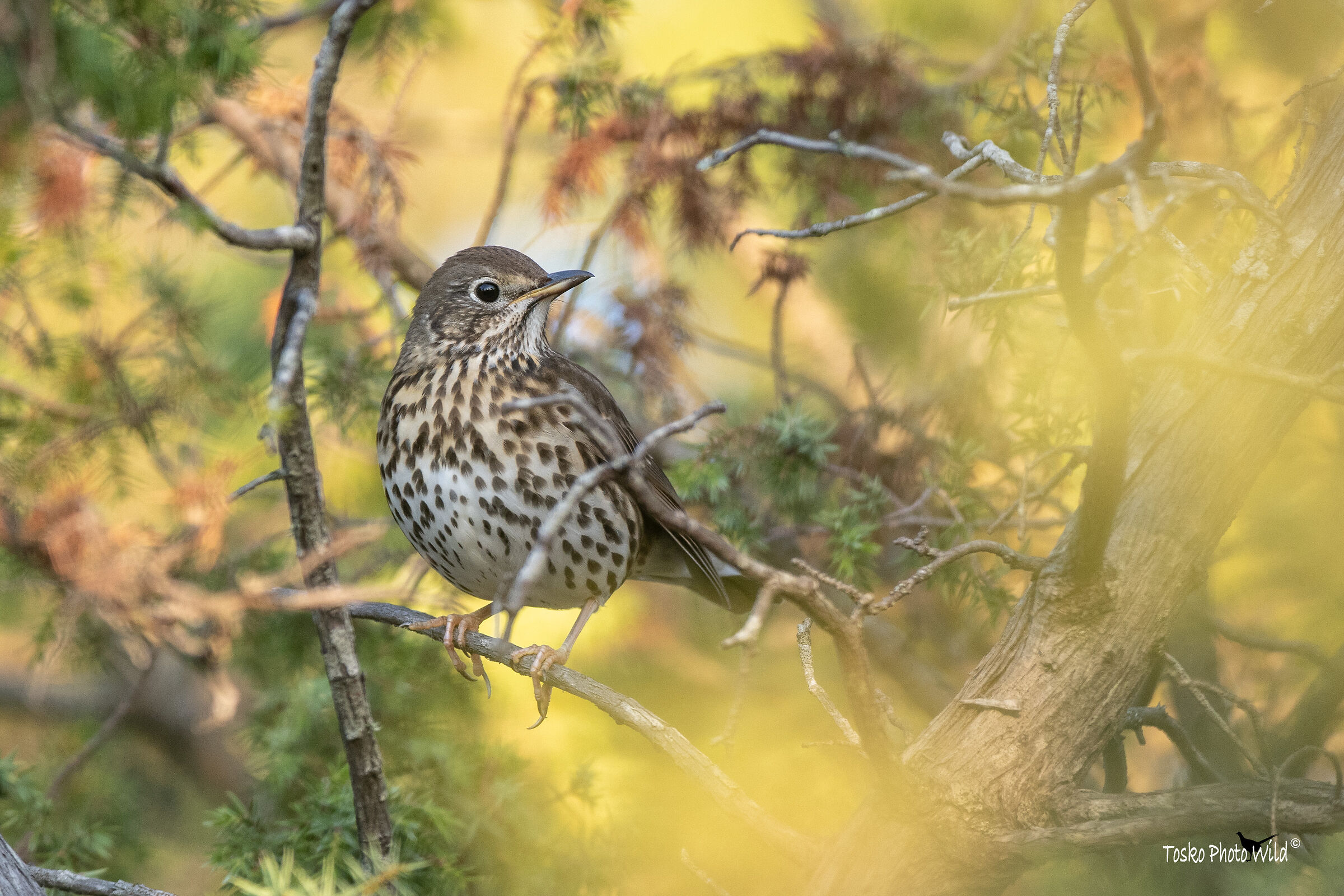 tordo bottaccio (turdus philomelos) tra i ginepri