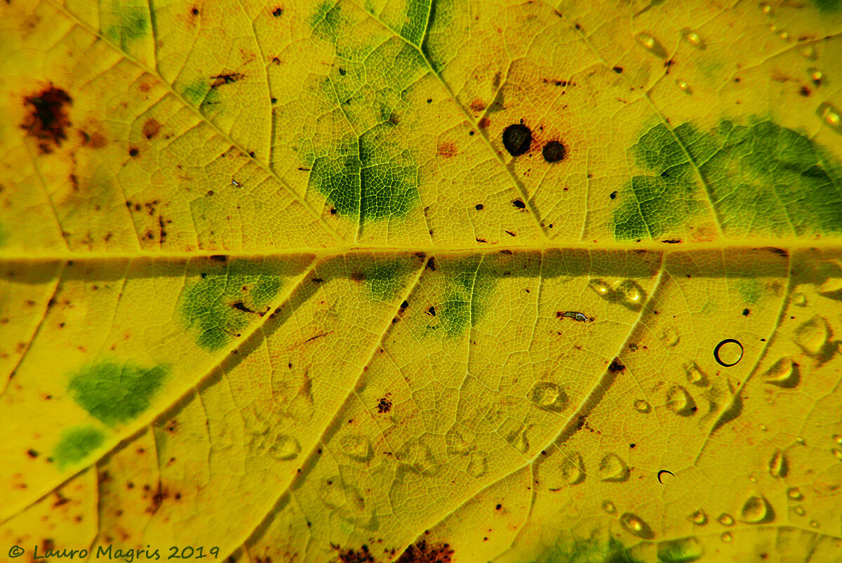 Viabilità Linfatica