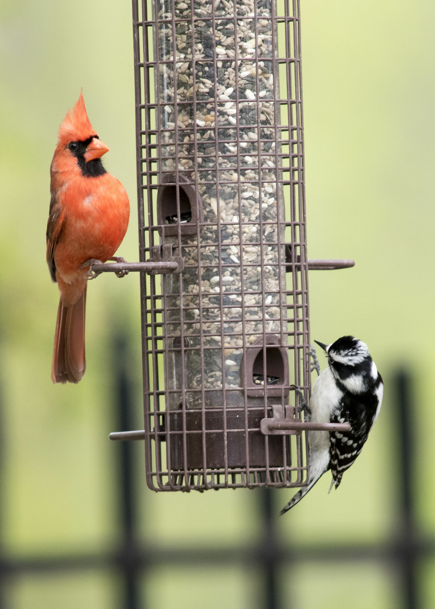 Cardinal and Downey Woodpecker