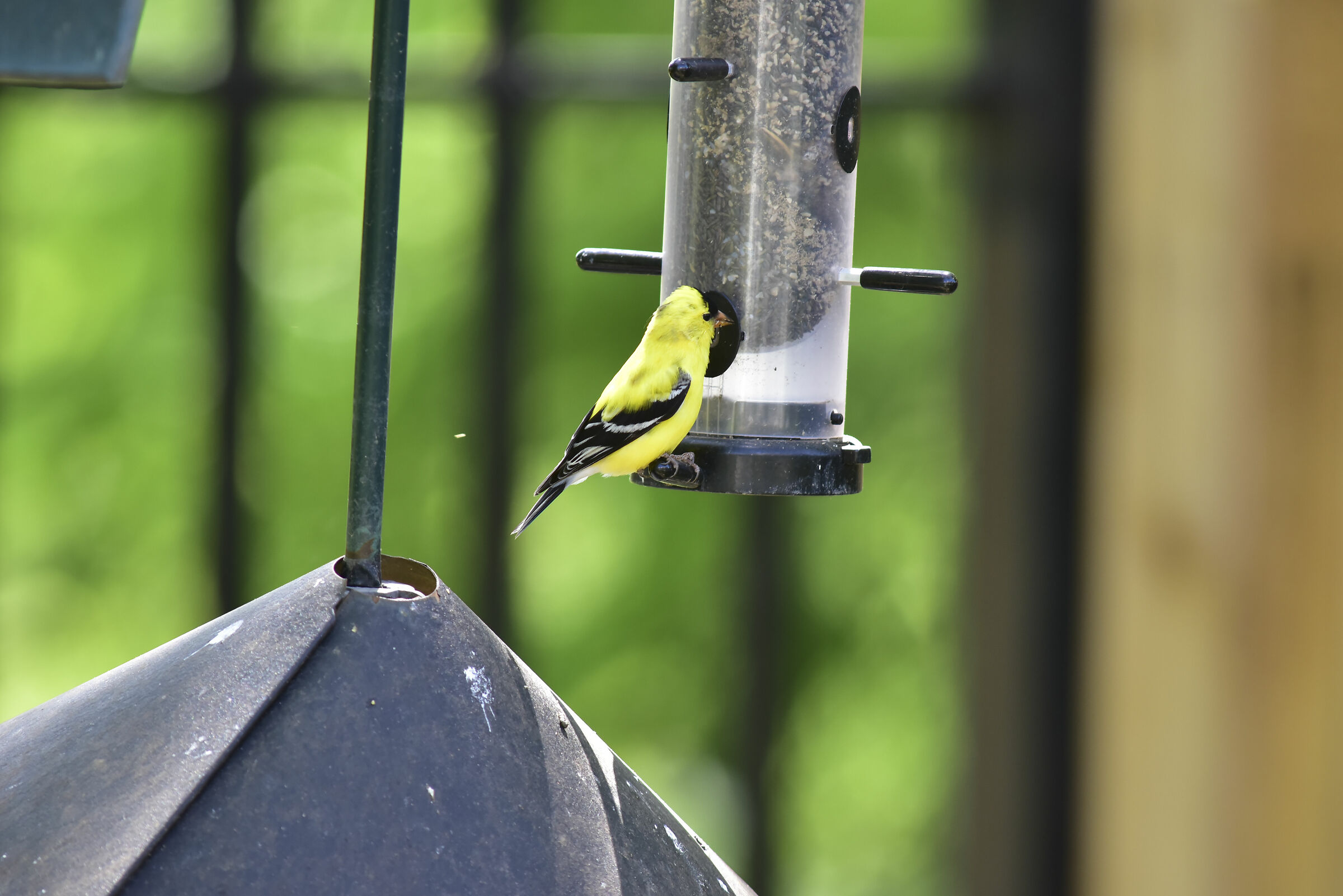 American Gold Finch