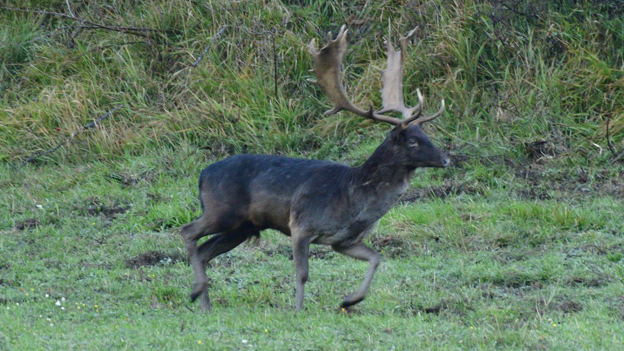 Daino maschio melanico