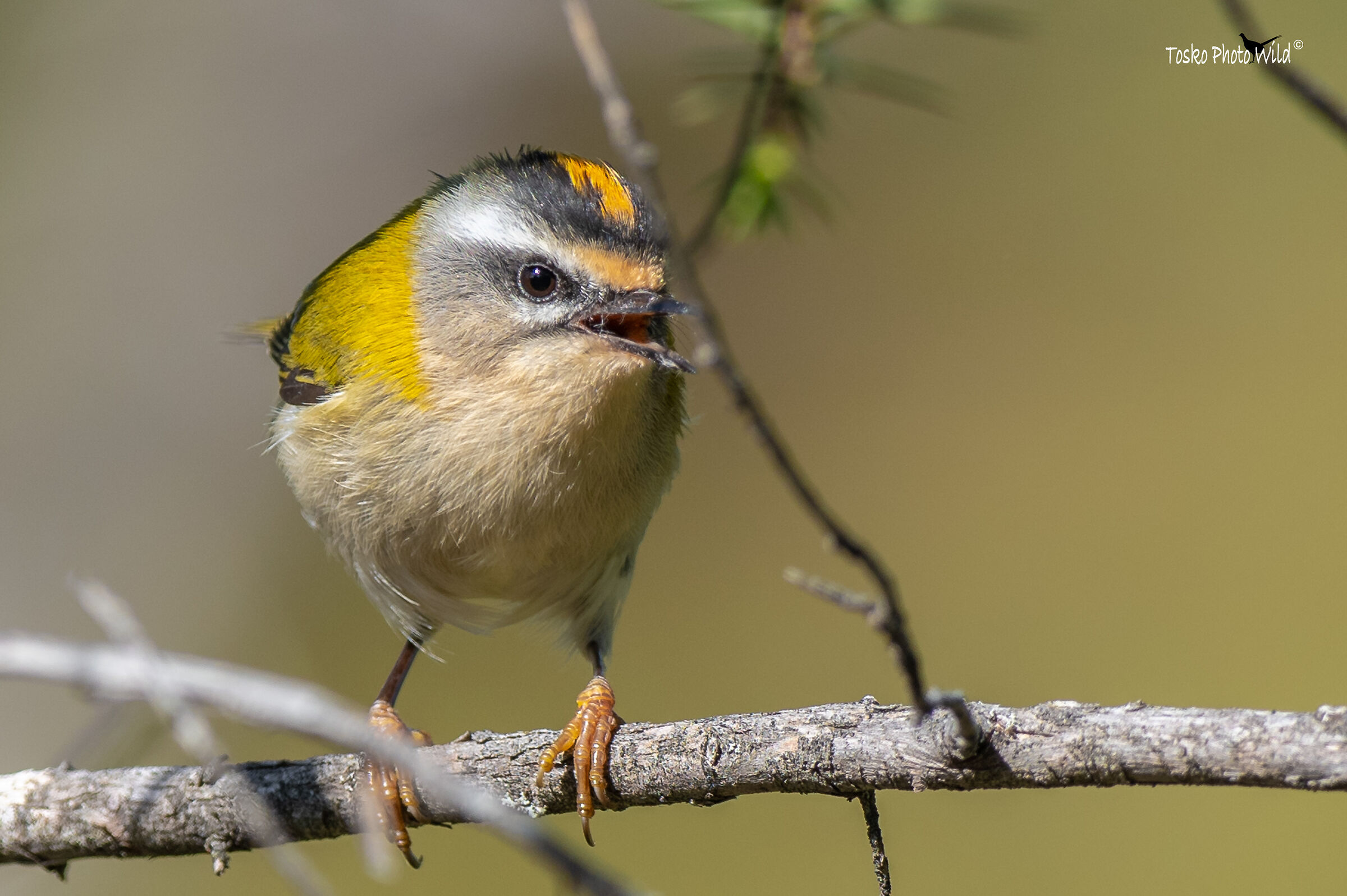 Fiorrancino (regulus ignicapilla)