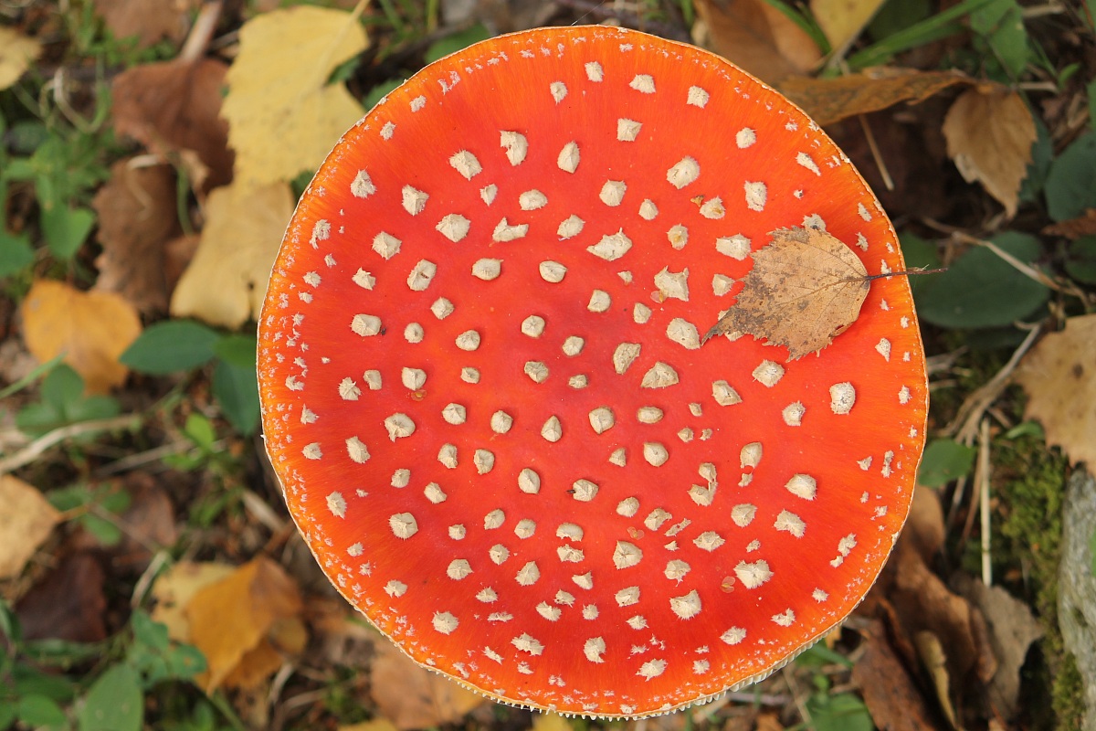 Amanita Muscaria