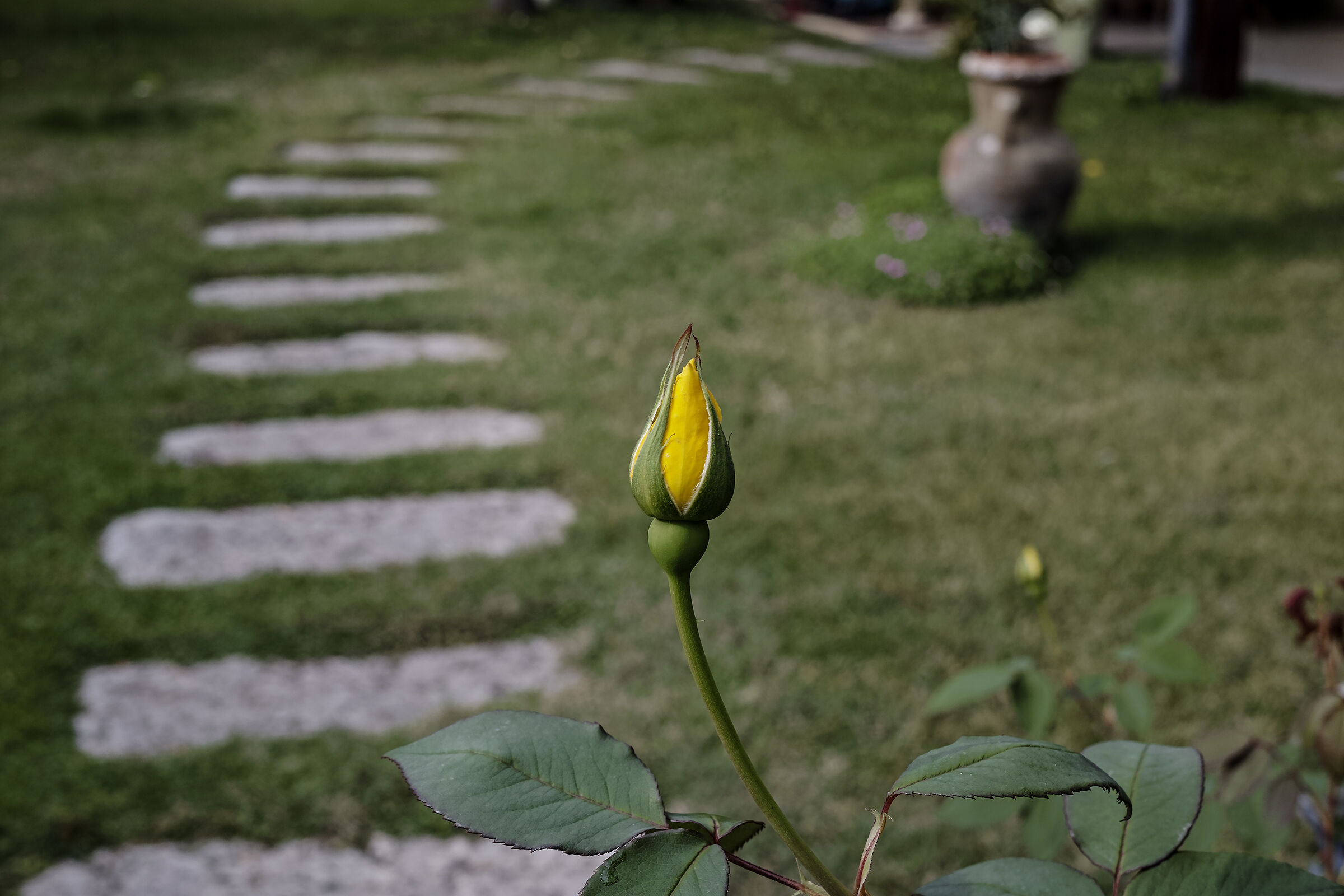 Yellow bud