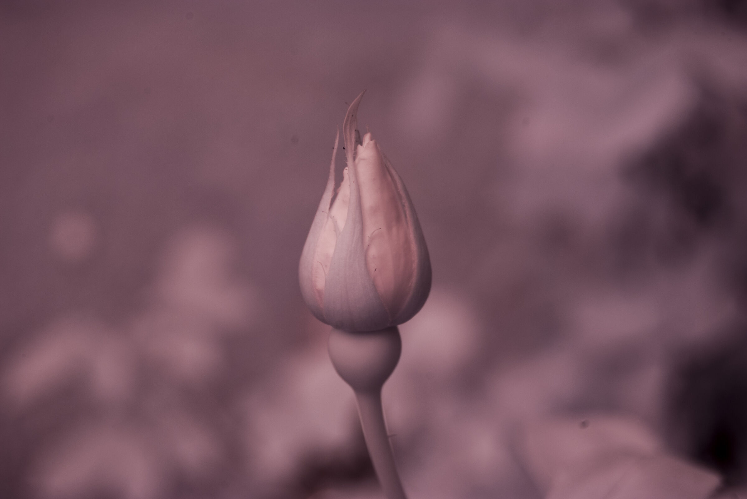 Infrared bud