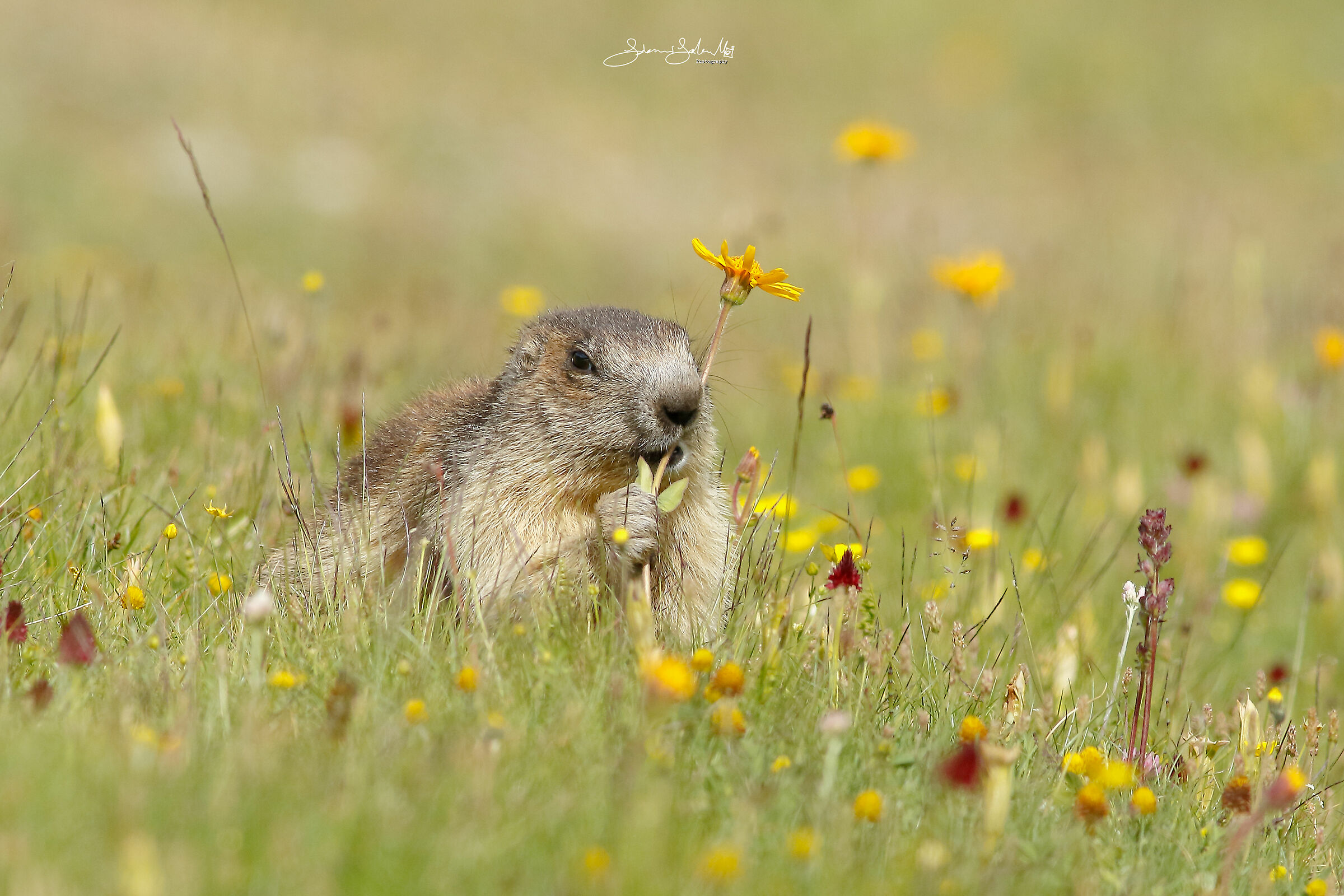 La Marmotta e il Fiore (Marmota marmota, B., 1779)