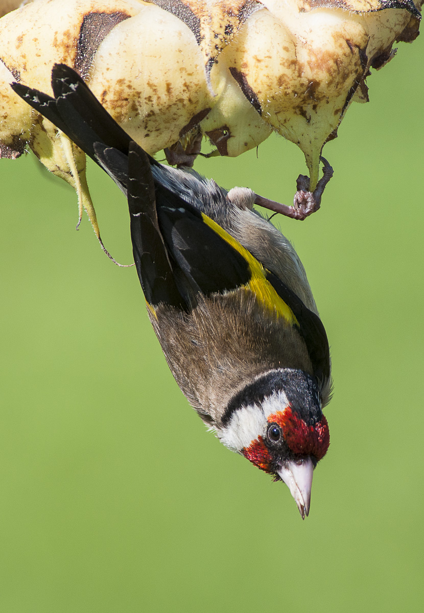 hanging from the sunflower