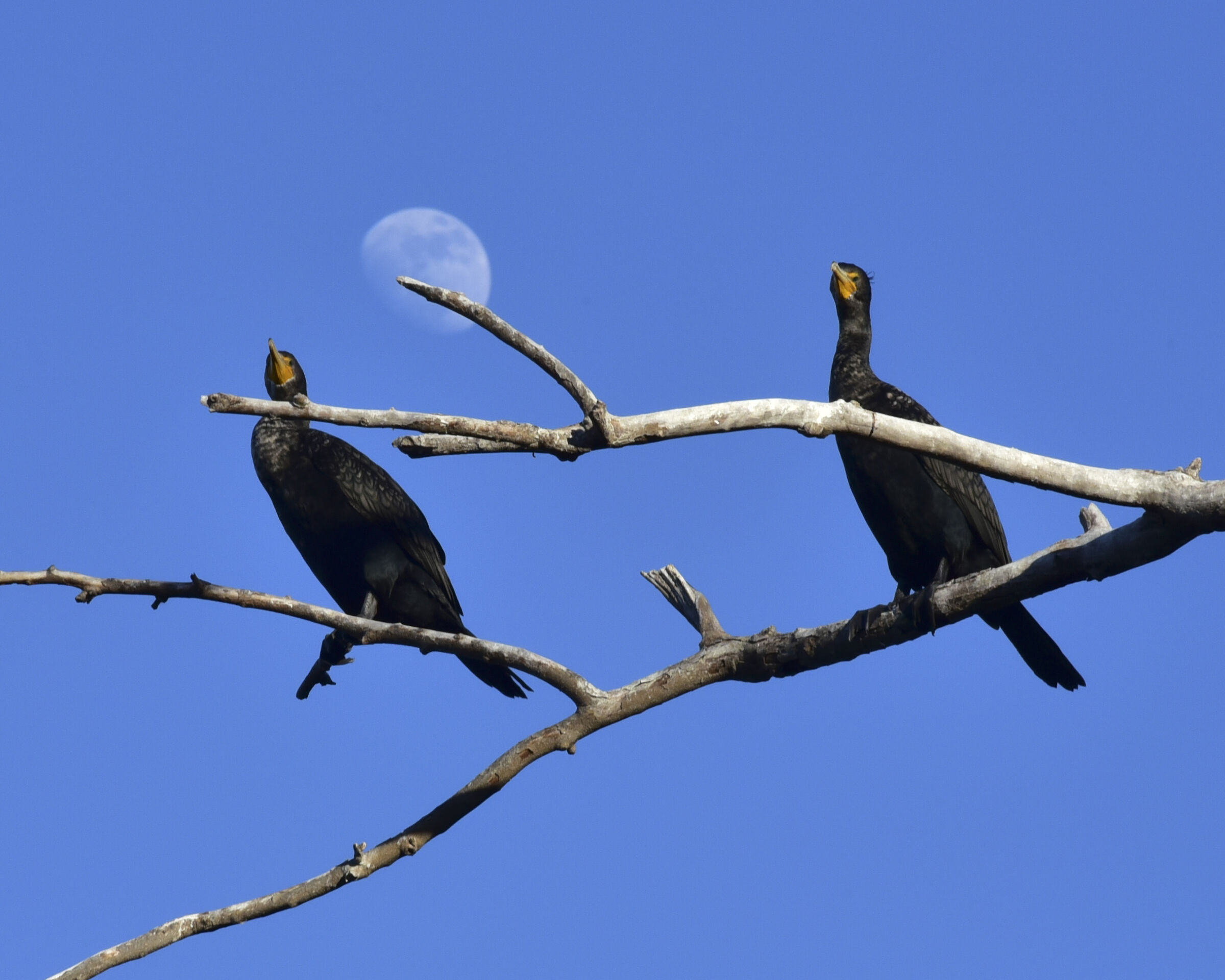 cormorants