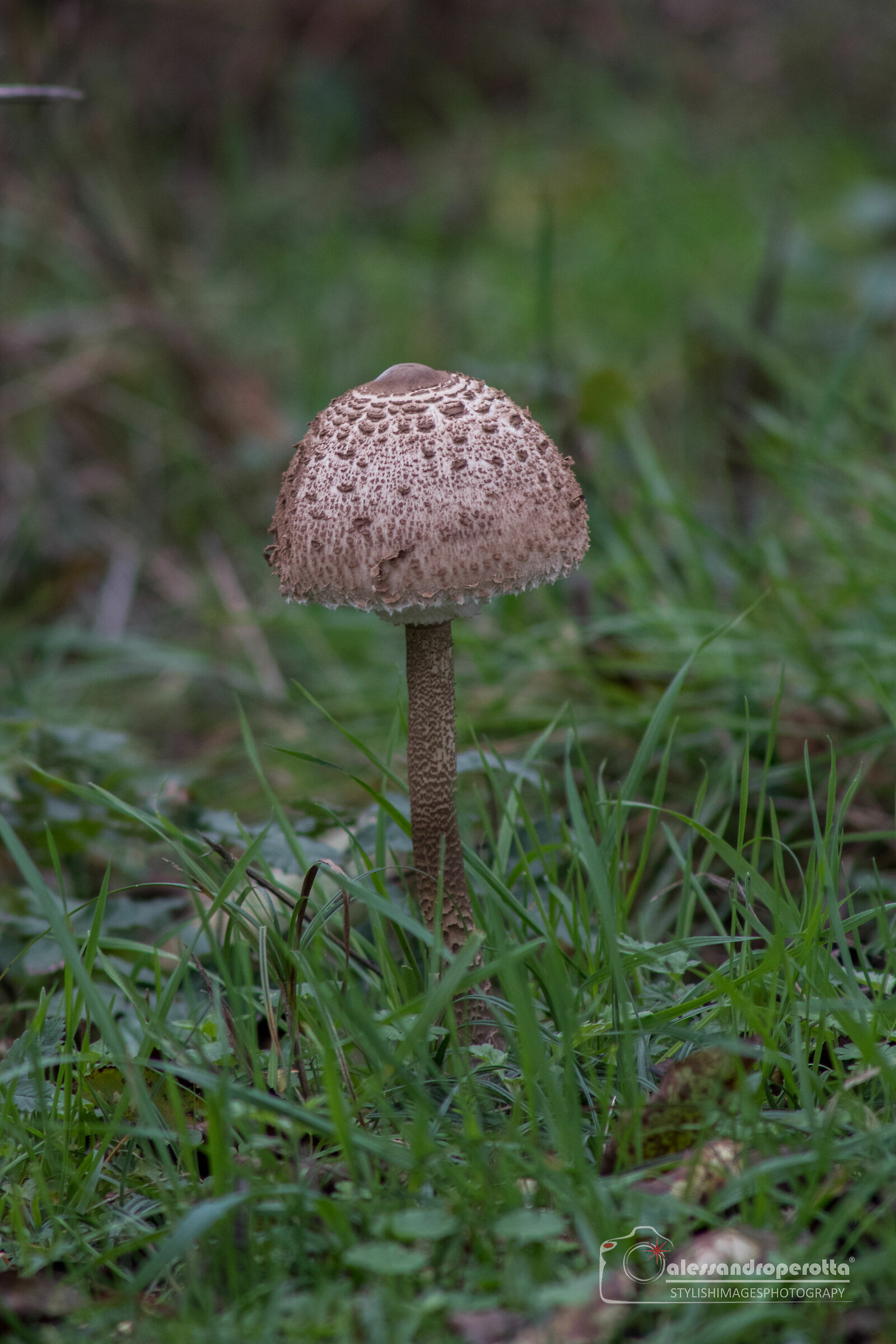Macrolepiota procera