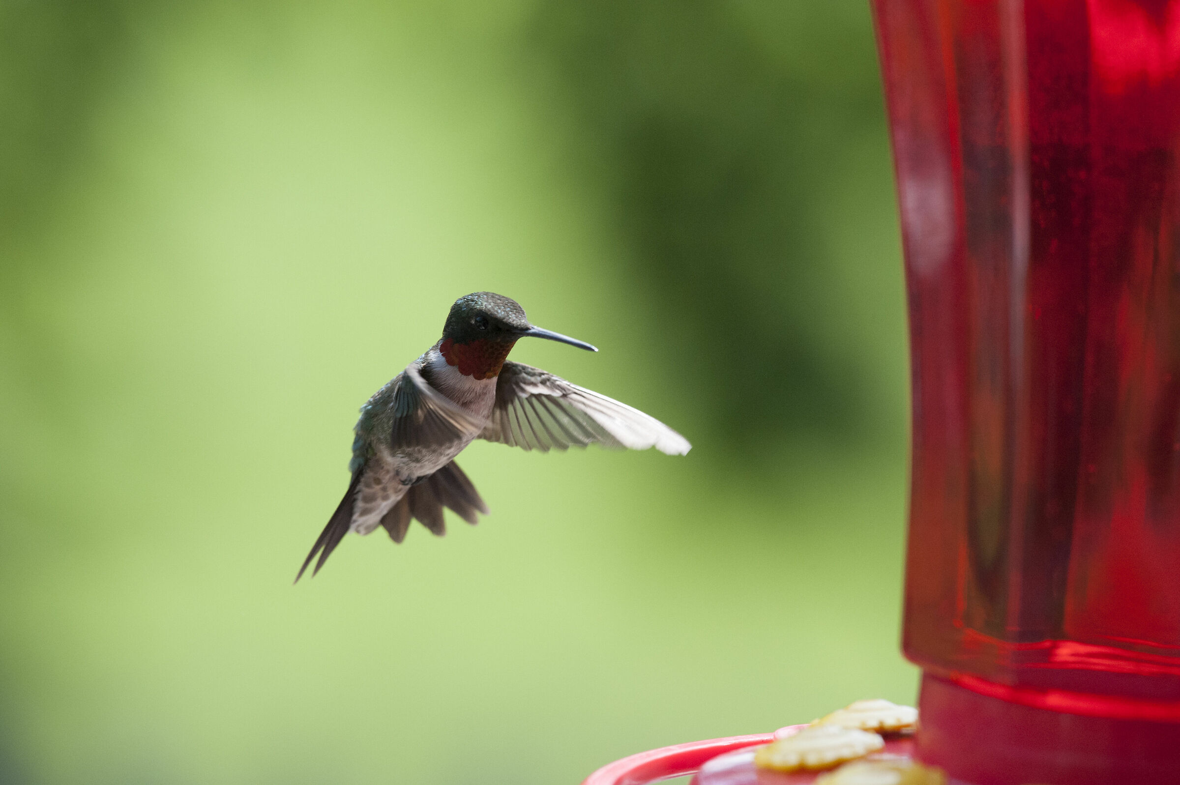Ruby Throated Humming Bird